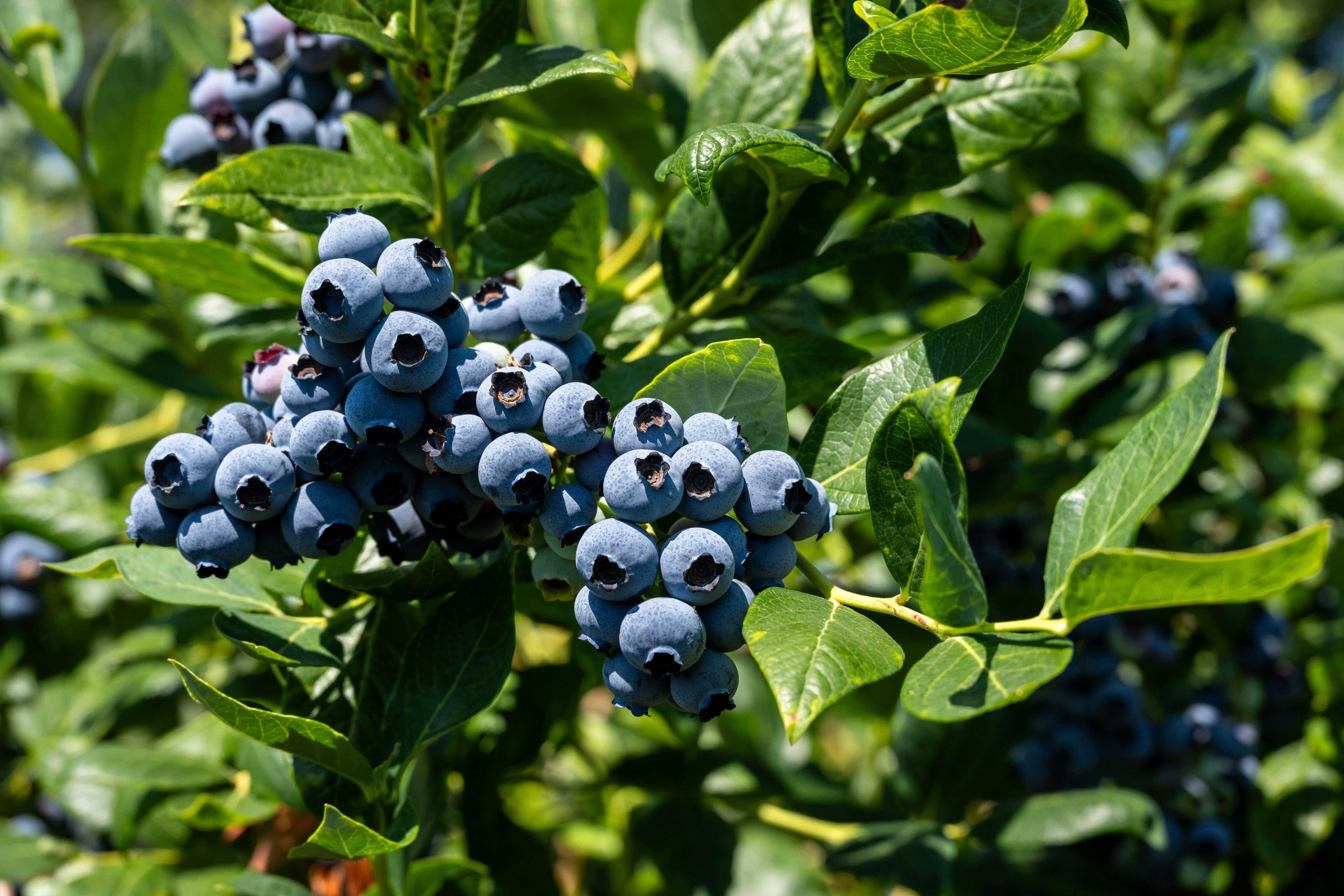 Blueberries contain antioxidants, vitamin C and other healthy minerals. Photo: Shutterstock