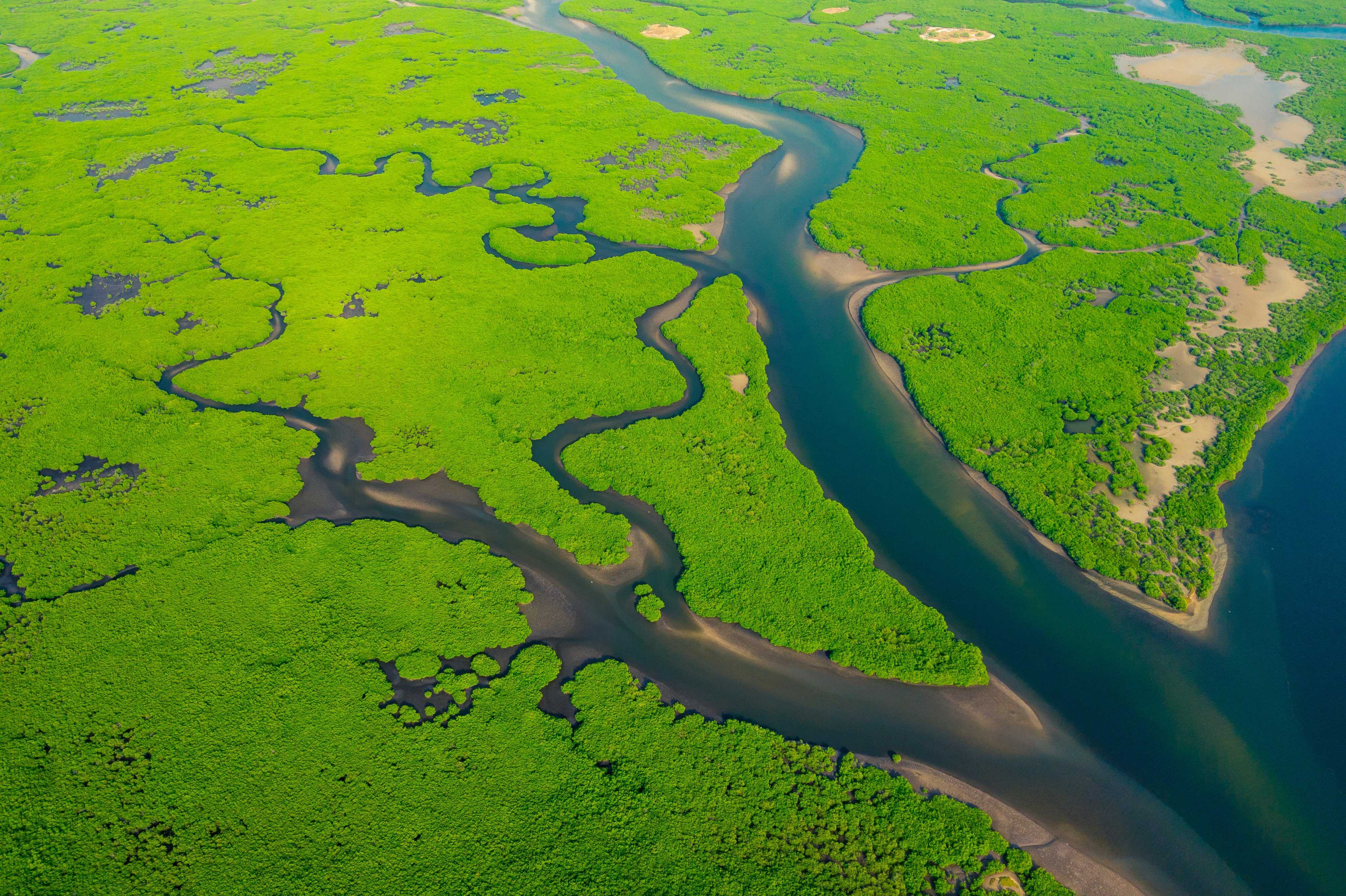 The frog species was discovered in the Amazon rainforest. Photo: Shutterstock