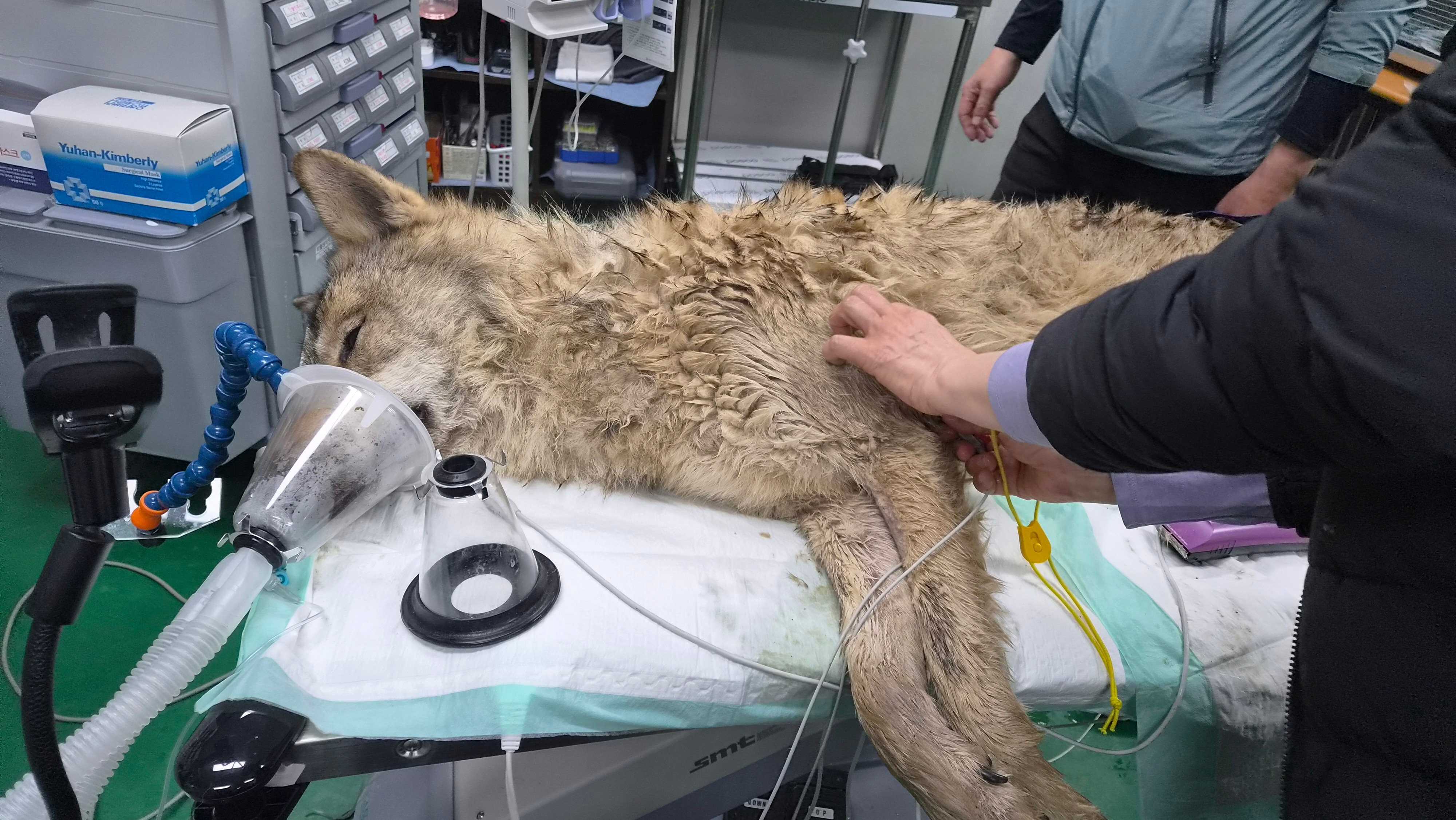 Neukgu’s escape from a South Korean zoo sparked a massive search and prompted calls for better animal protection. Photo: AP
