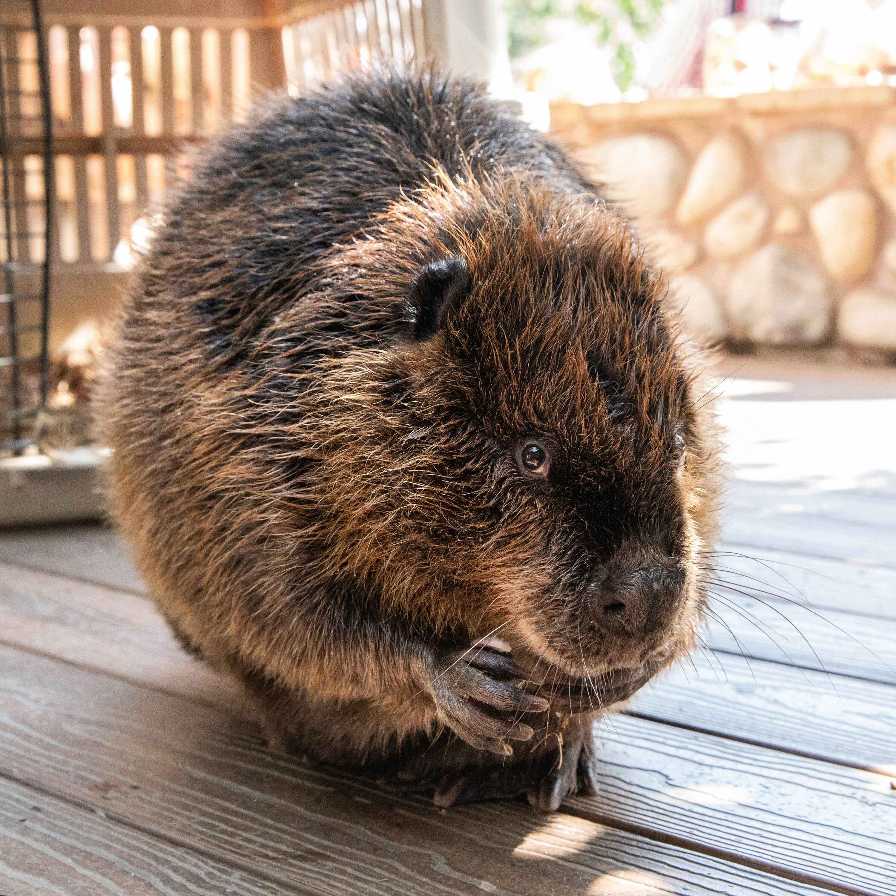 Ginger the beaver at Cheyenne Mountain Zoo in Colorado Springs in the US state of Colorado. Photo: Cheyenne Mountain Zoo/TNS