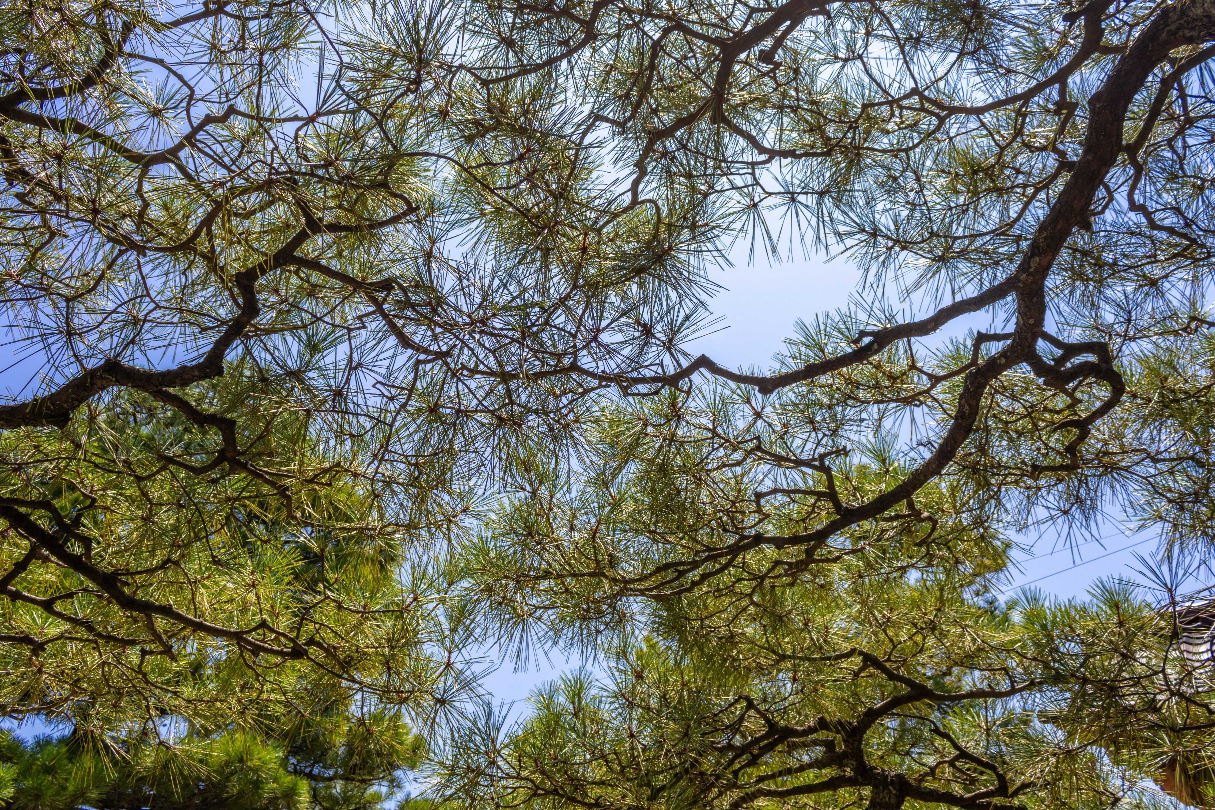 Discover how nature’s fractal patterns, from ferns to clouds, can reduce stress and promote mental calmness. Photo: Shutterstock