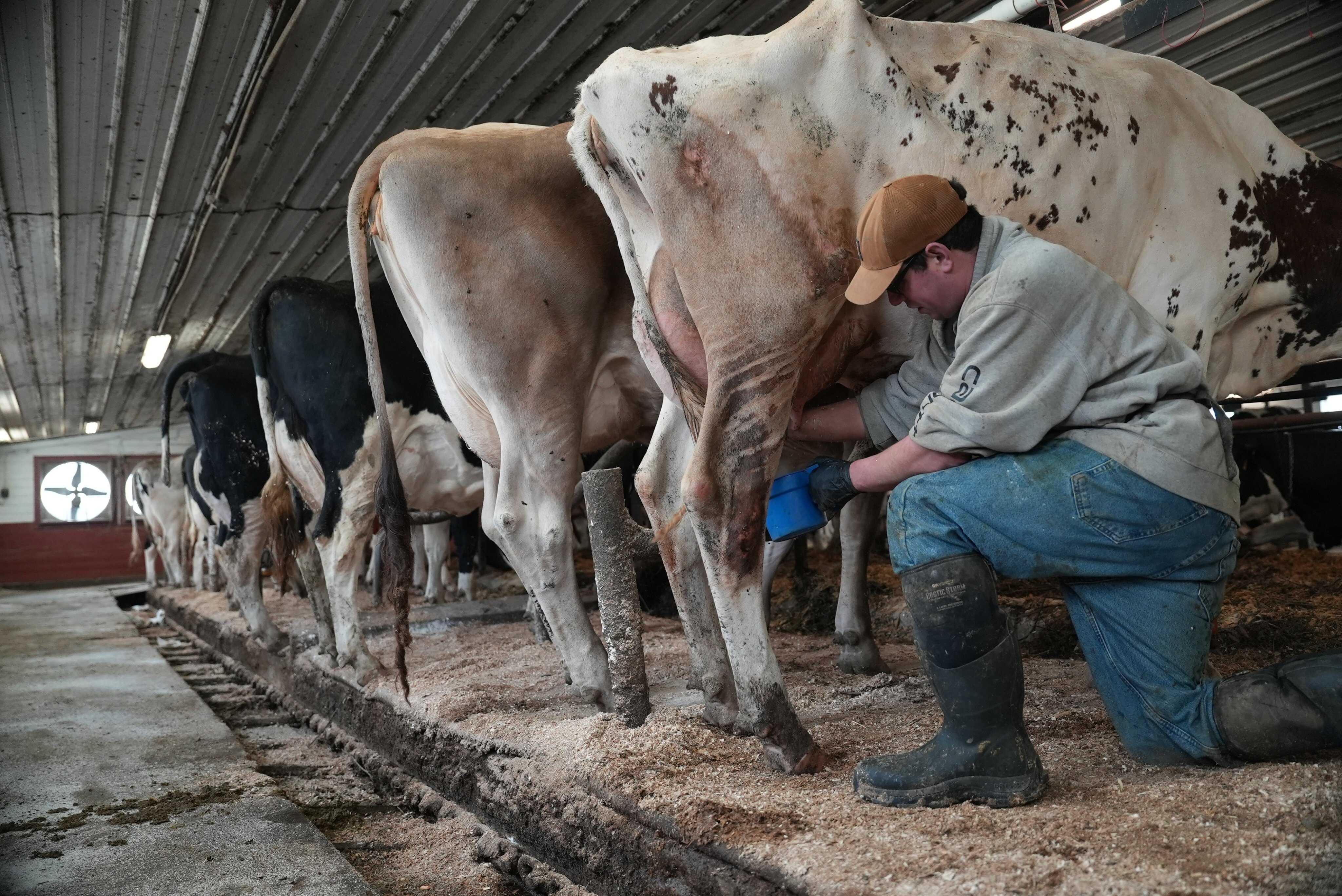 Raw milk demand rises in the US despite health risks, with over 30 bills proposed to ease access. Photo: AP