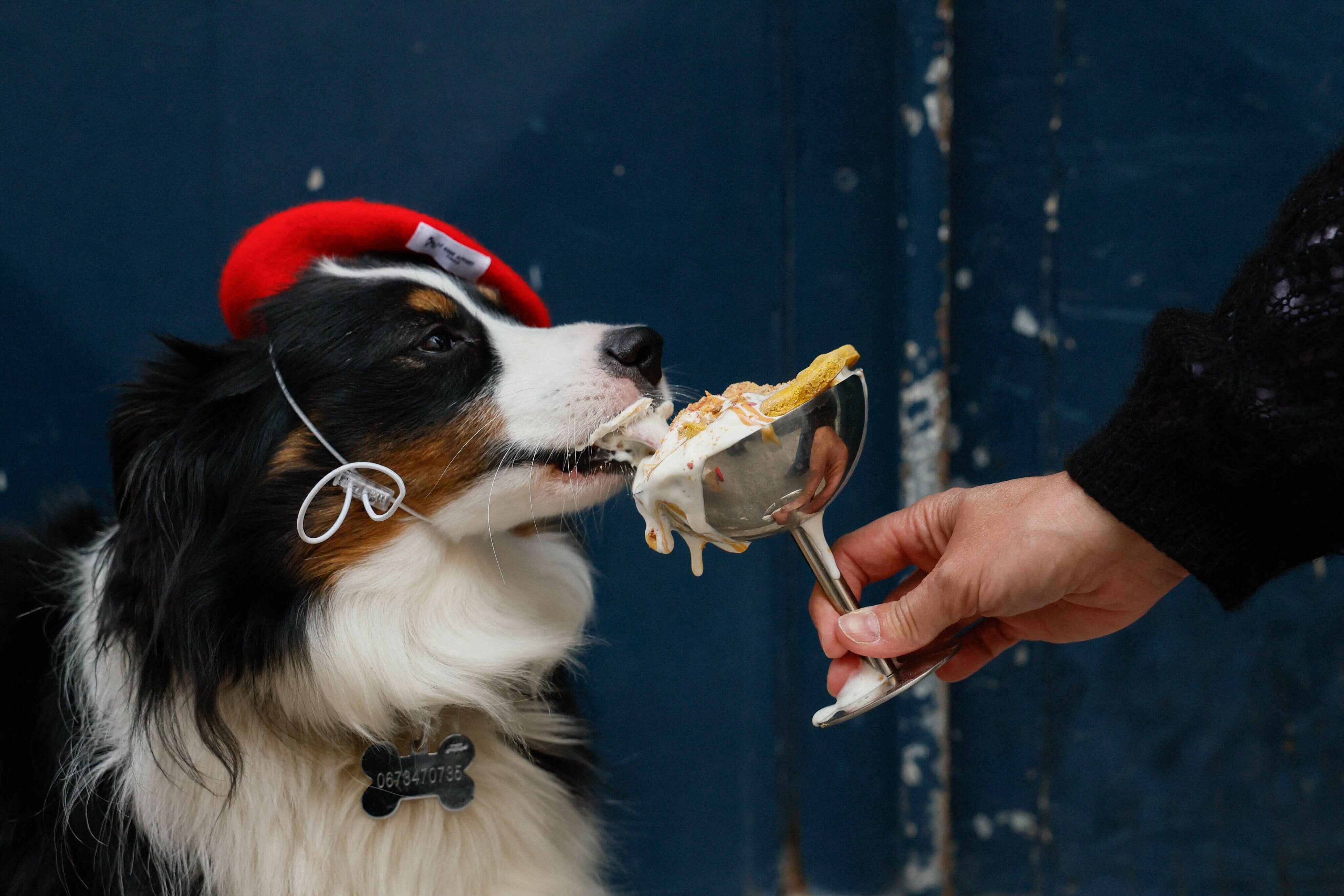 Marley, a miniature American Shepherd dog, eats a treat at a dog cafe in Paris. Photo: AFP
