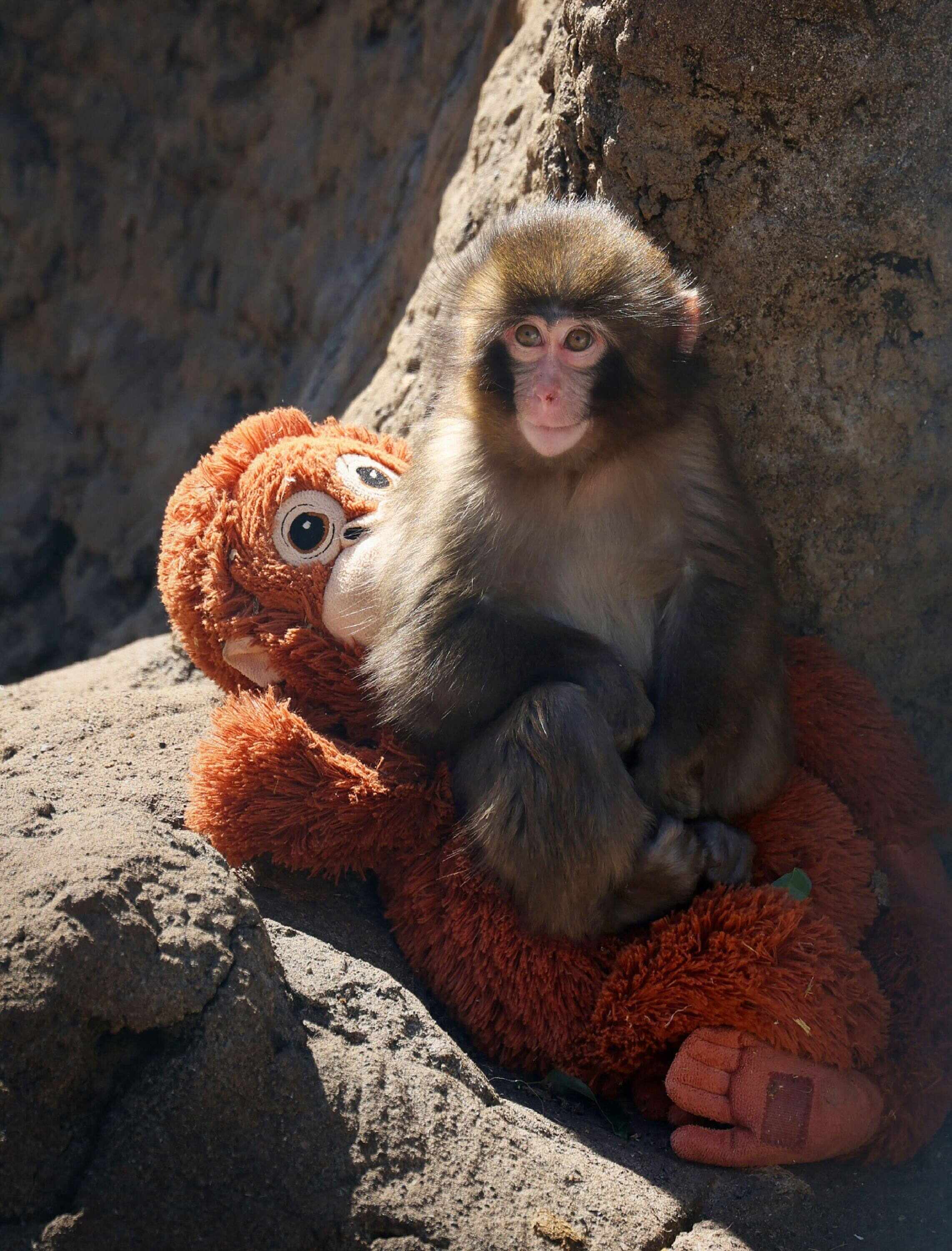 Punch at seven months old. The male macaque monkey lives at Ichikawa City Zoo and Botanical Gardens in Chiba Prefecture. Photo: AFP