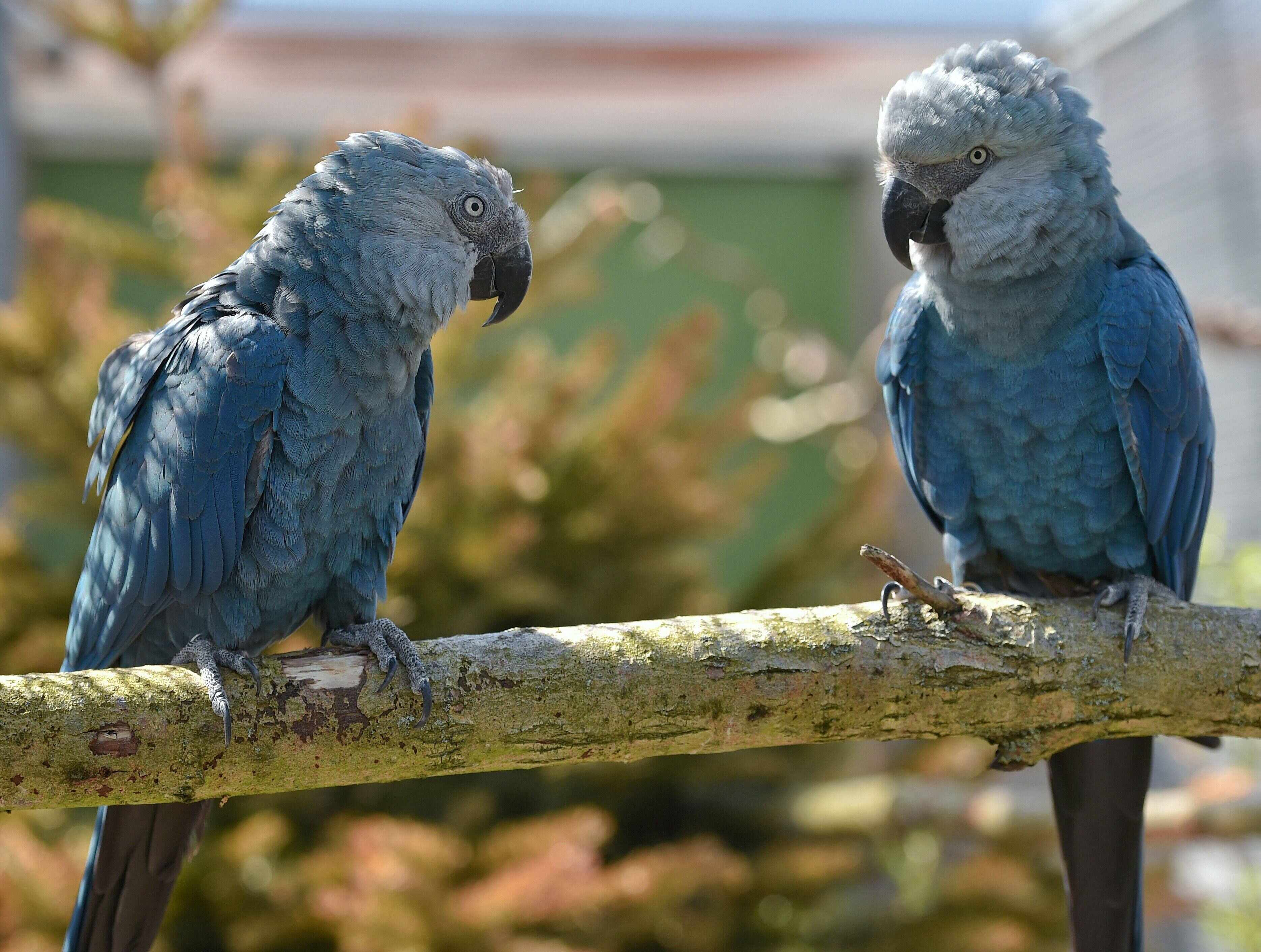 Spix’s macaw couple Bonita and Ferdinand on April 17, 2014, at the ACTP wildlife conservation organisation in Schoeneiche, eastern Germany. Photo: AFP