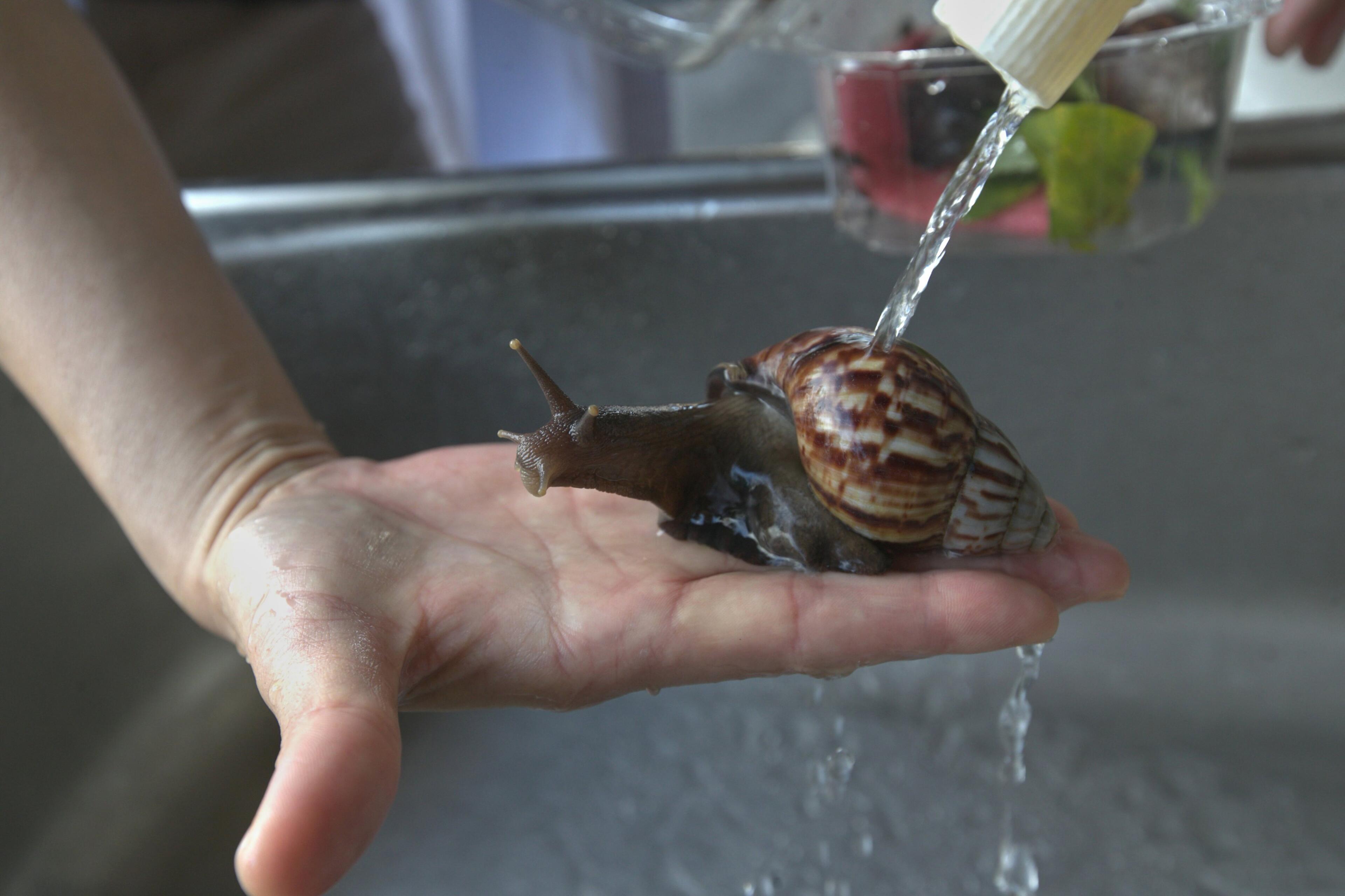 Slow Snail Racer Listen Up: Taiwan town celebrates the slow life with snail races ...