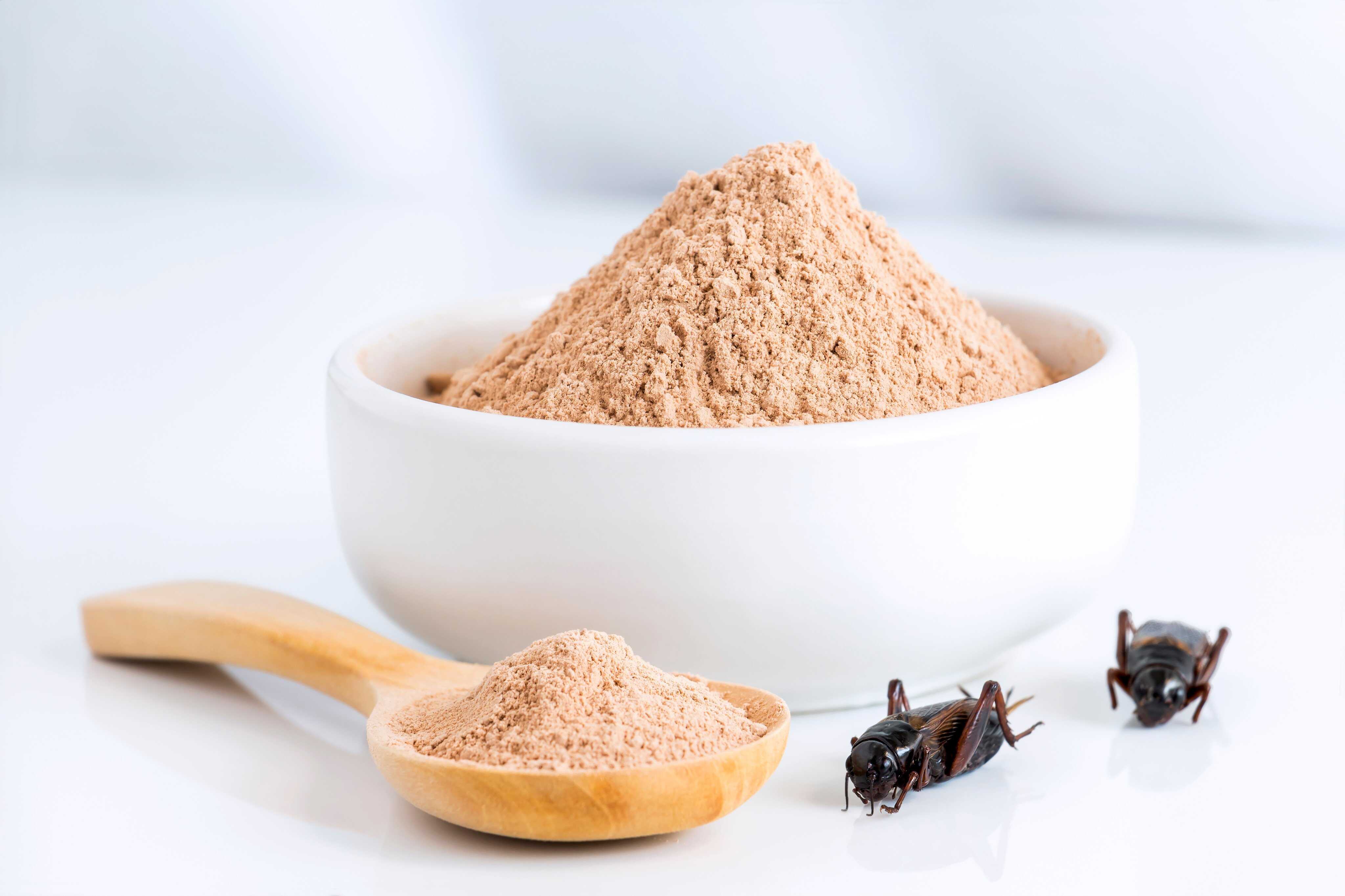 Crickets can be ground into powder and are a good source of protein as well as other nutrients. Photo: Shutterstock