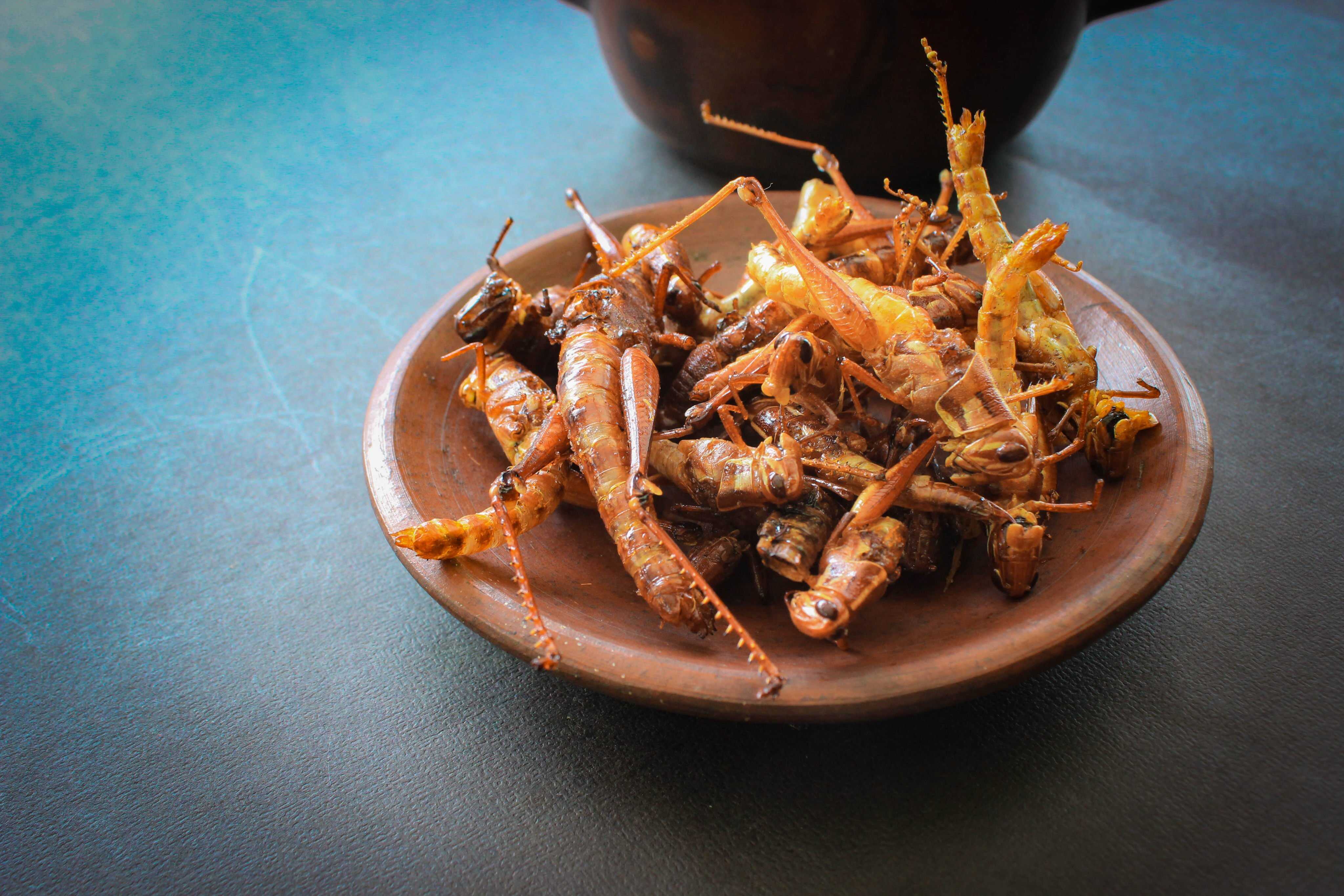 Scientists have identified more than 2,000 species of edible insects. Photo: Getty Images / iStockphoto