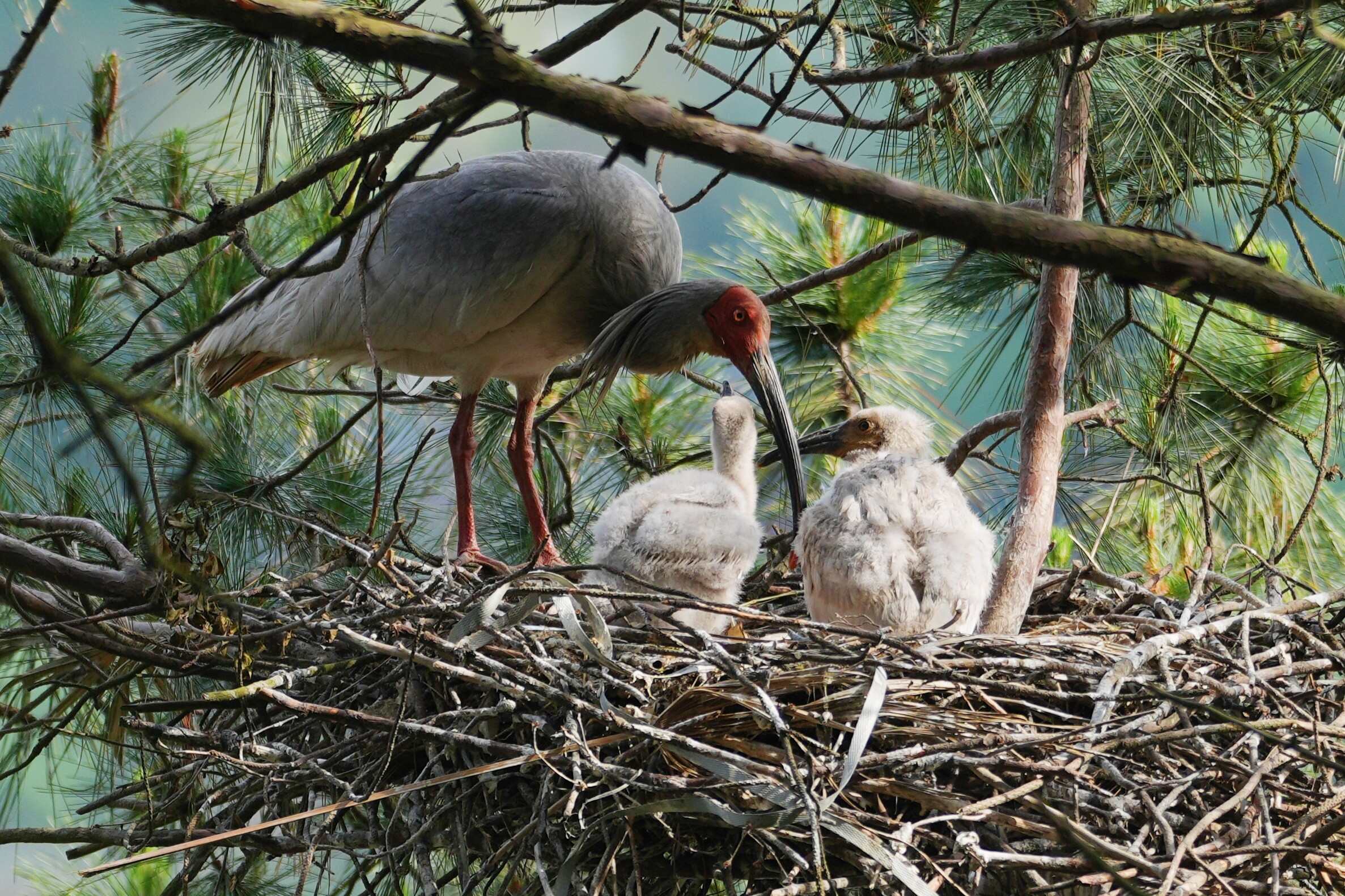 A crested ibis nurtures its chicks by a reservoir in Nanzheng District of Hanzhong City, in northwest China’s Shaanxi province. Photo: Xinhua
