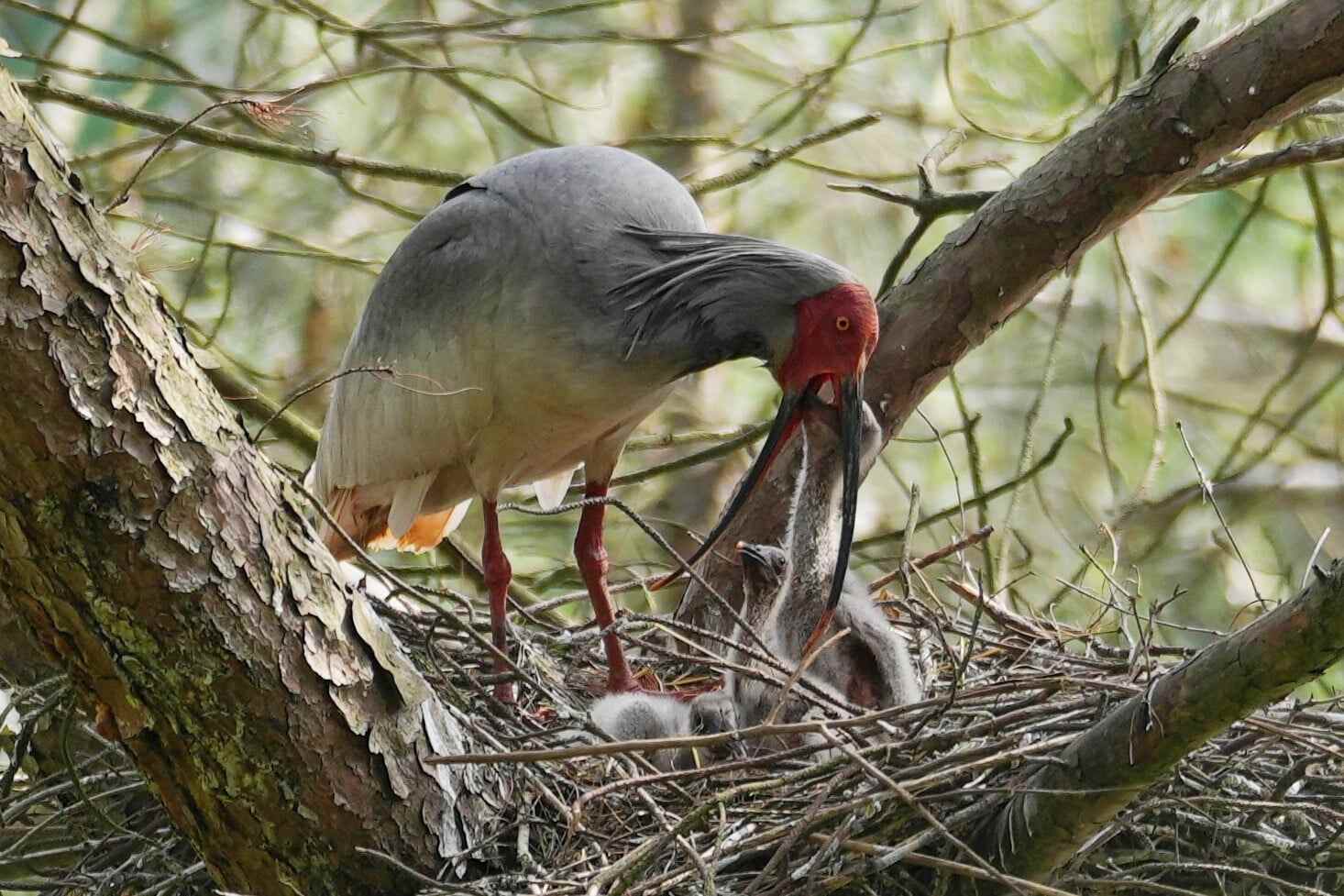 China helps global crested ibis population soar from 7 to over 12,000