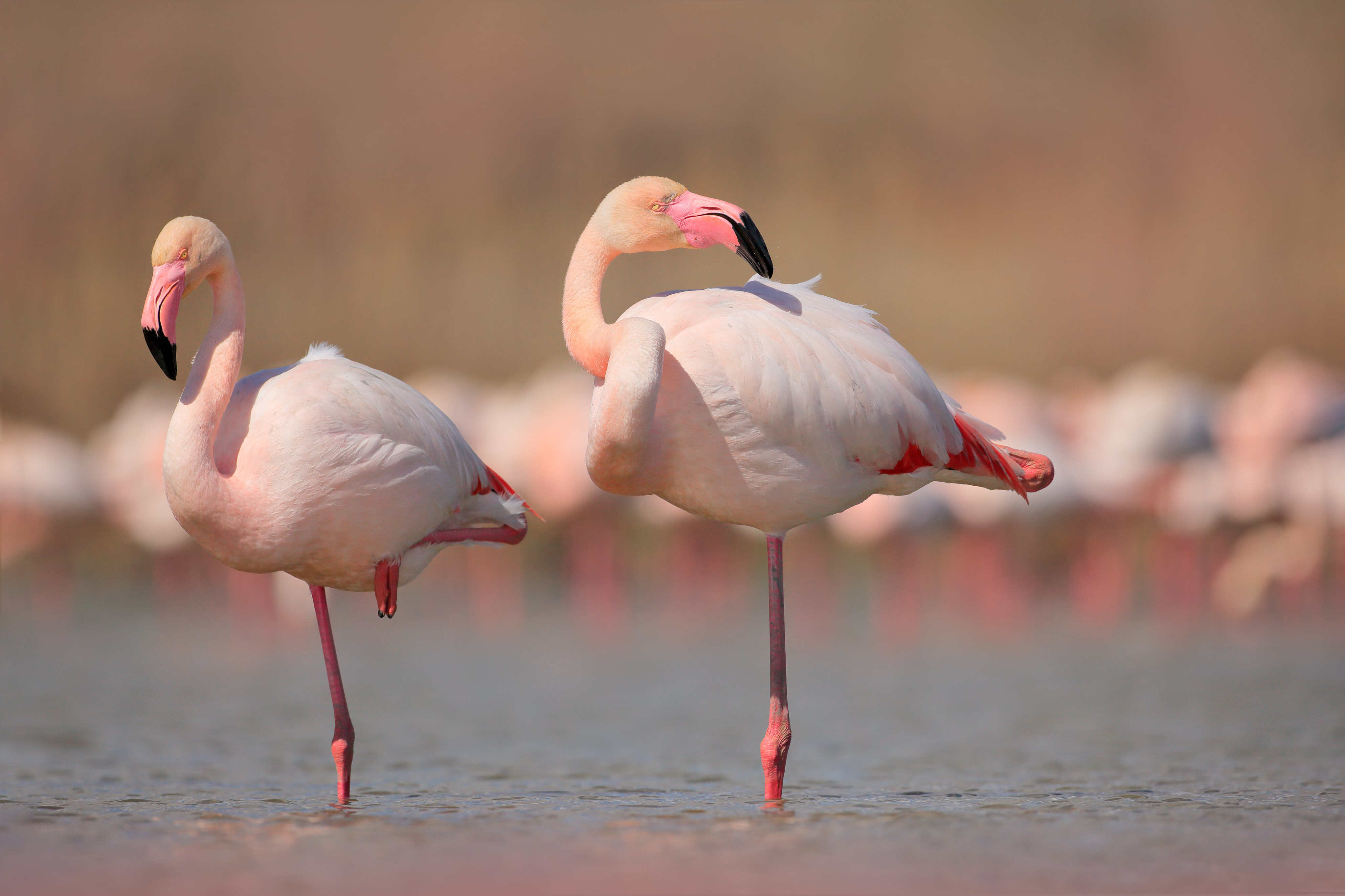 More flamingos are heading to Venice, with environmentalists calling it a “good sign” of the lagoon’s health. Photo: Shutterstock 
