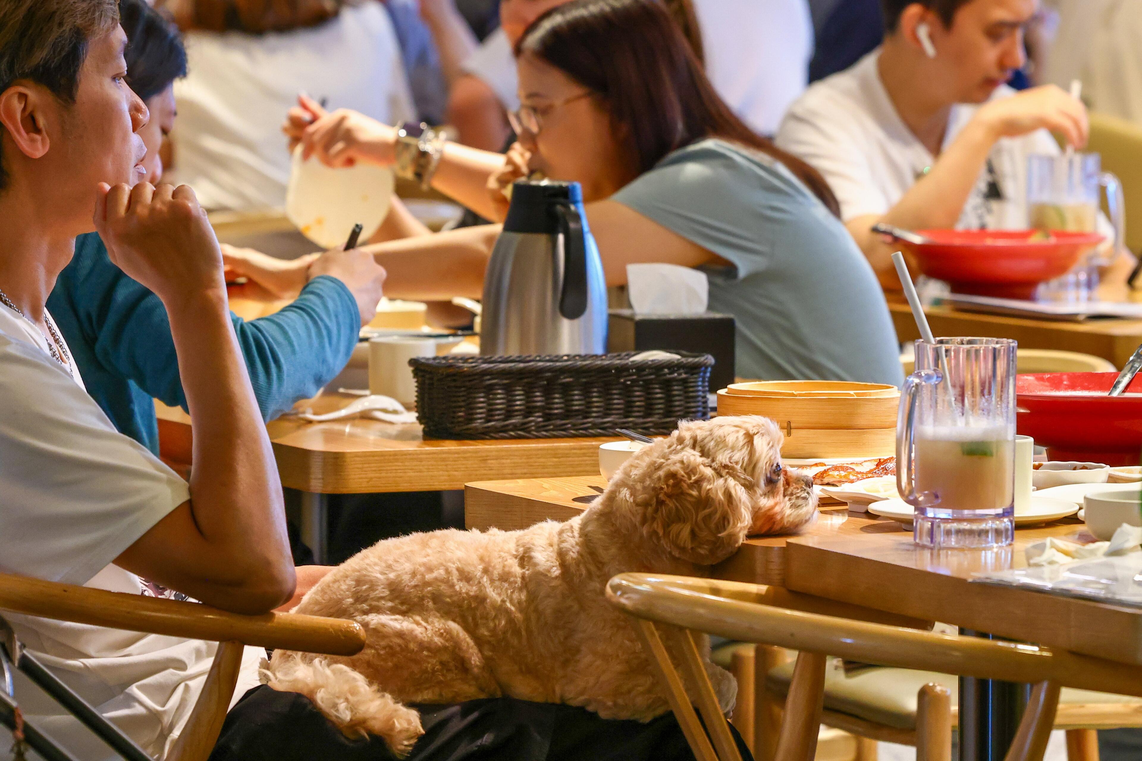 Canines caught in the culinary craze as Hong Kong restaurants go dog-friendly