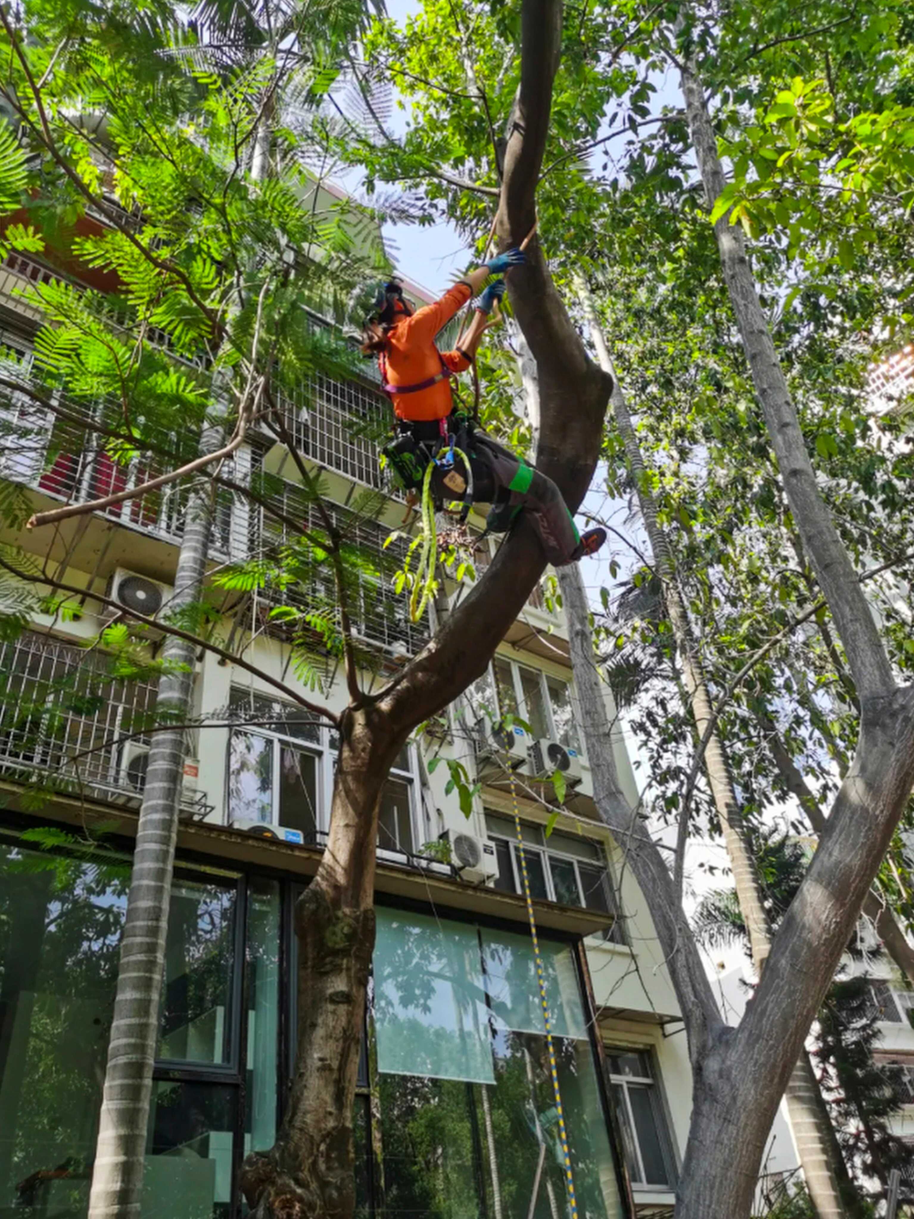 Yu Yanling was once afraid of heights, but now, she regularly climbs tall trees for a living. Photo: QQ.com