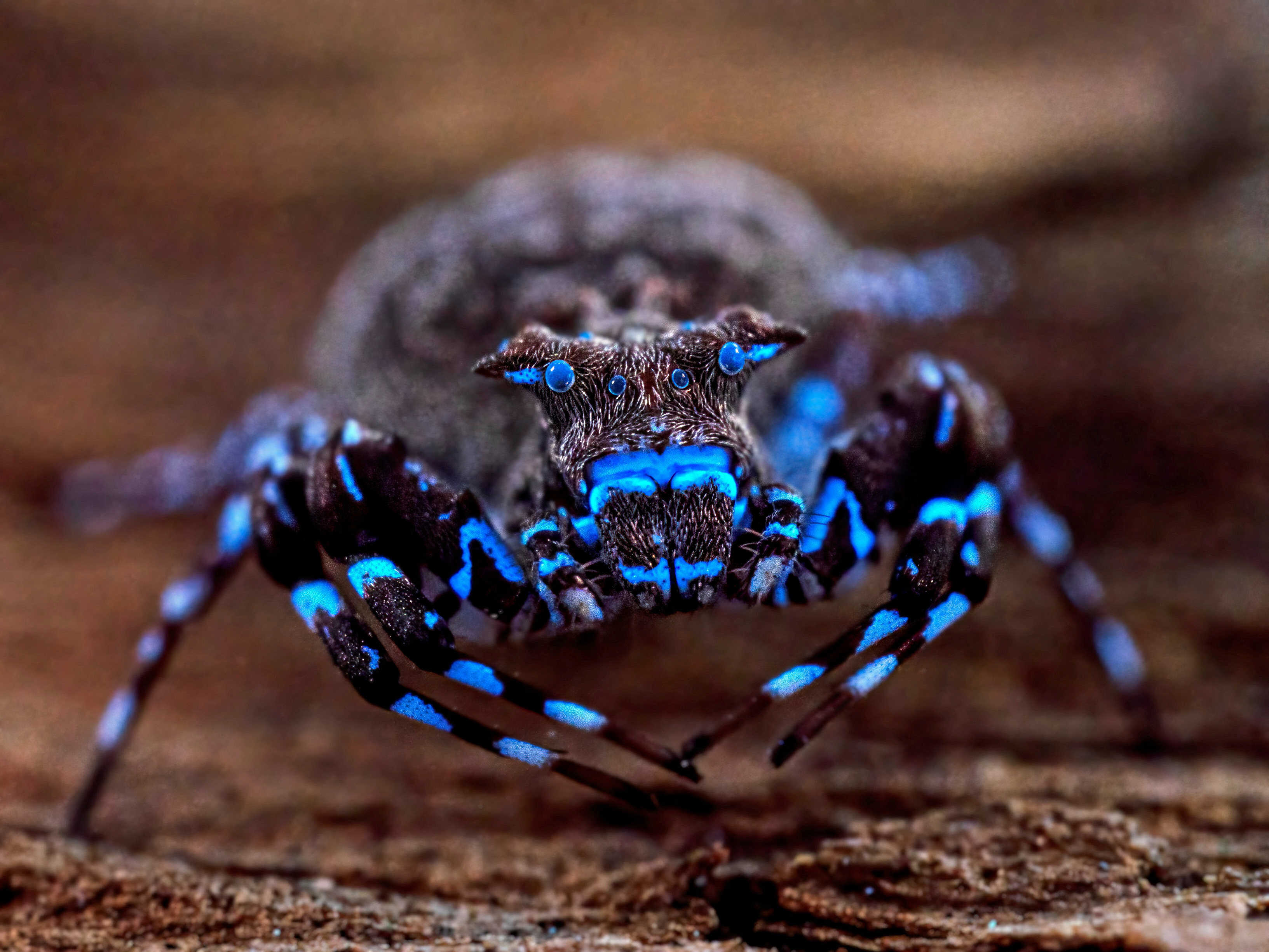 A crowned crab spider that lights up under UV light. Photo: The Wilderness Project/Handout via Reuters