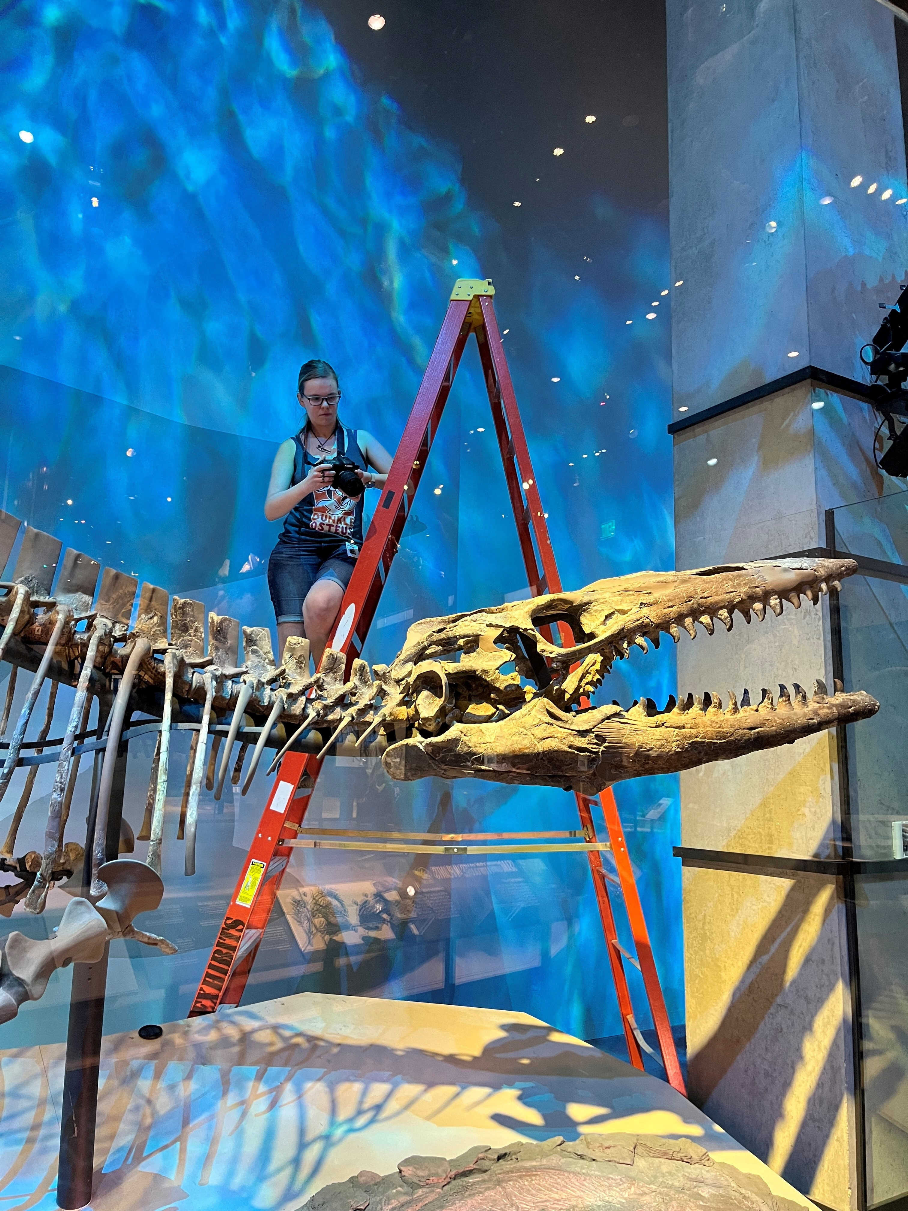 Amelia Zietlow examines the “Tylosaurus rex” holotype skeleton at the Perot Museum of Nature and Science in Dallas, Texas. Photo: Perot Museum of Nature and Science/Handout via Reuters