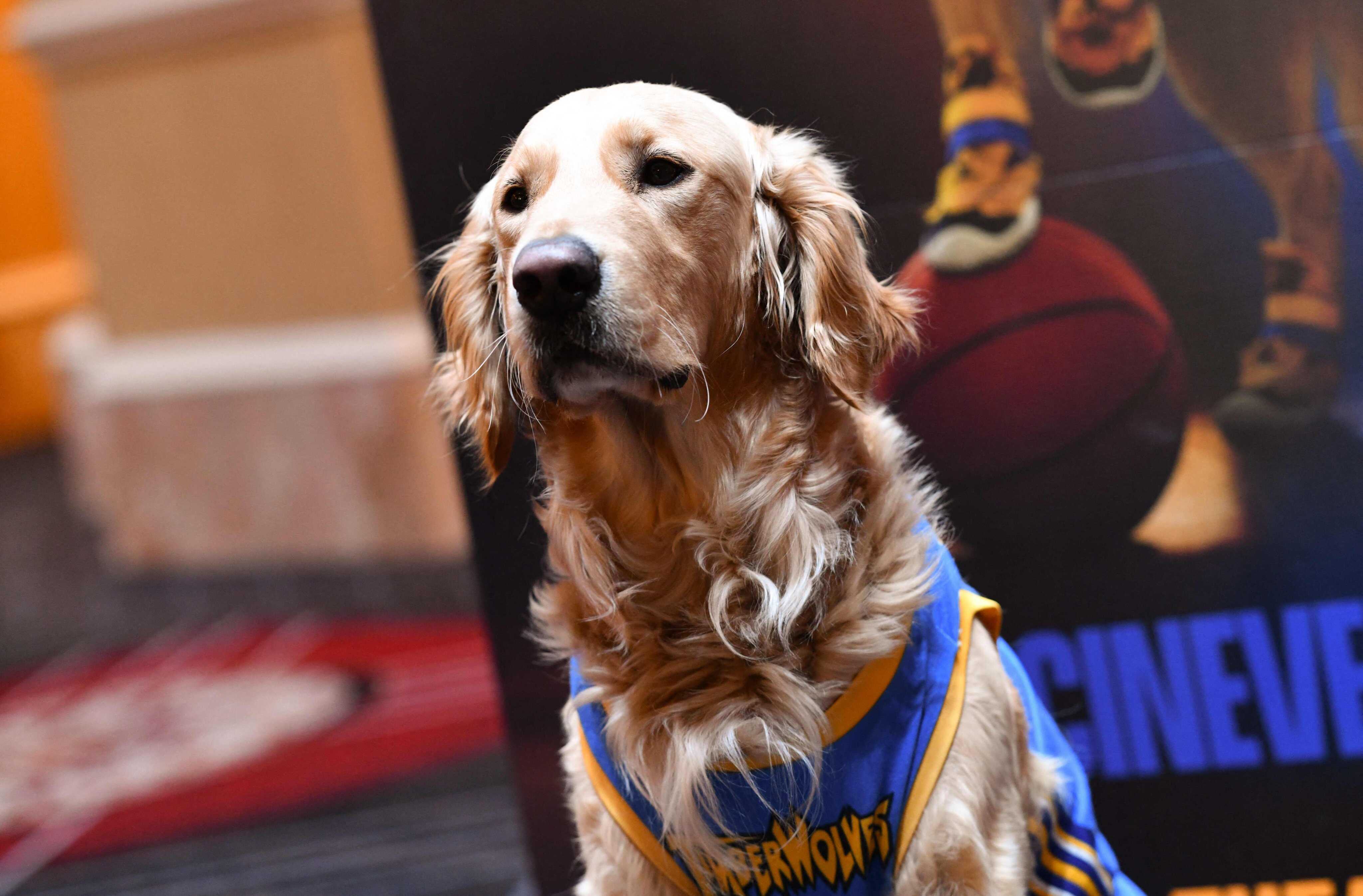 Roscoe the golden retriever stars as Buddy the dog in Air Bud Returns, the latest film in a franchise that launched in 1997. Photo: AFP