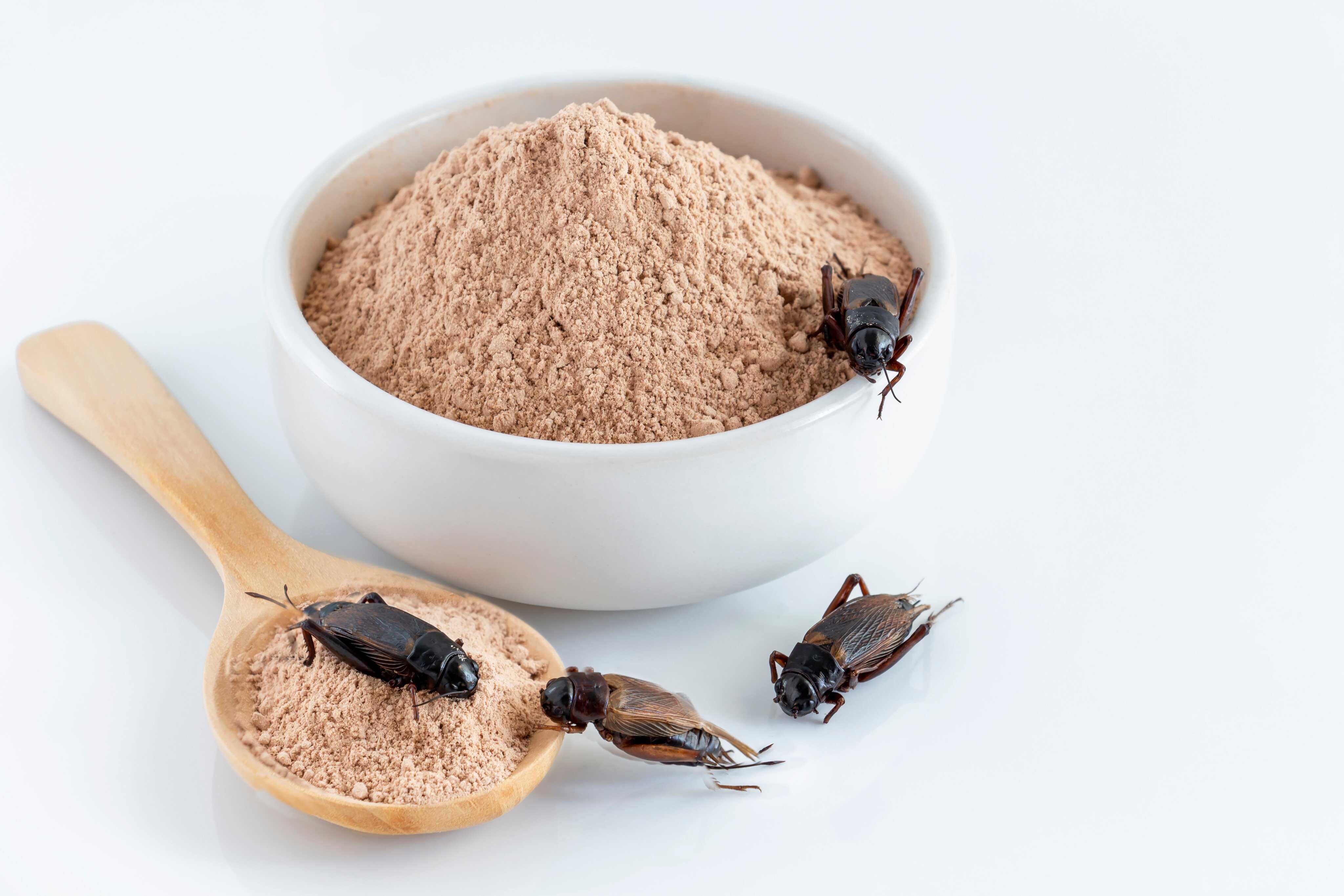 New research indicates that eating insects offers a protein-rich, eco-friendly alternative to traditional meat, boosting health and helping the planet. Photo: Shutterstock