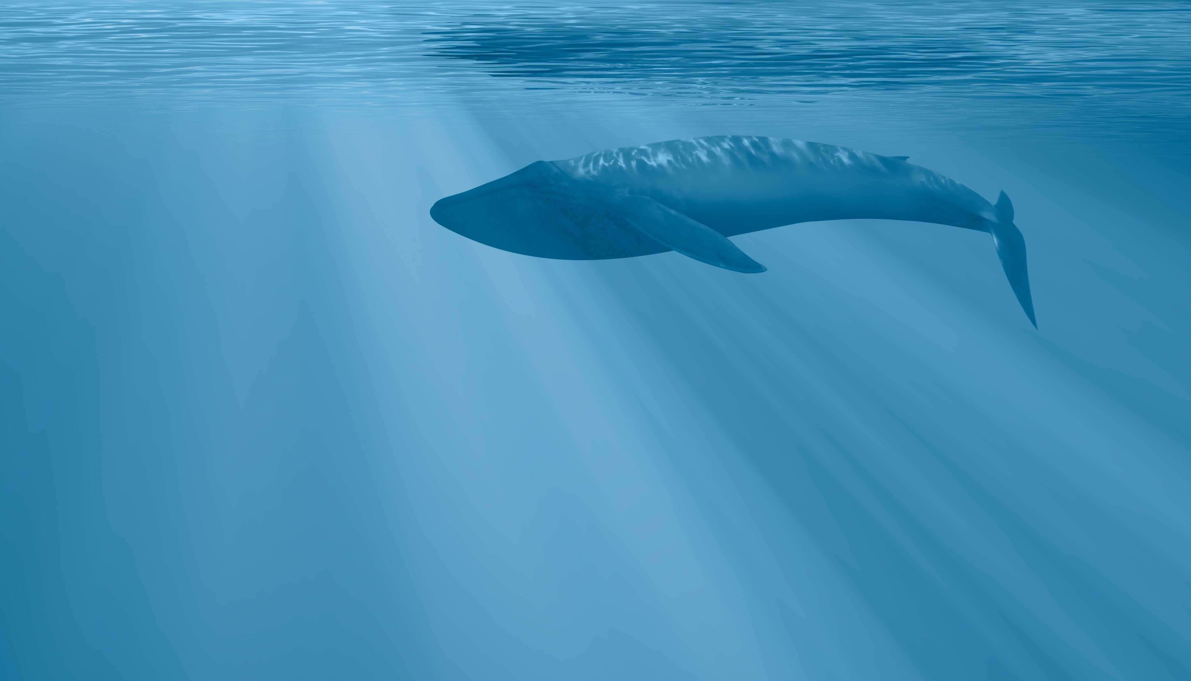 How much do you know about blue whales, the biggest creatures on Earth? Photo: Shutterstock