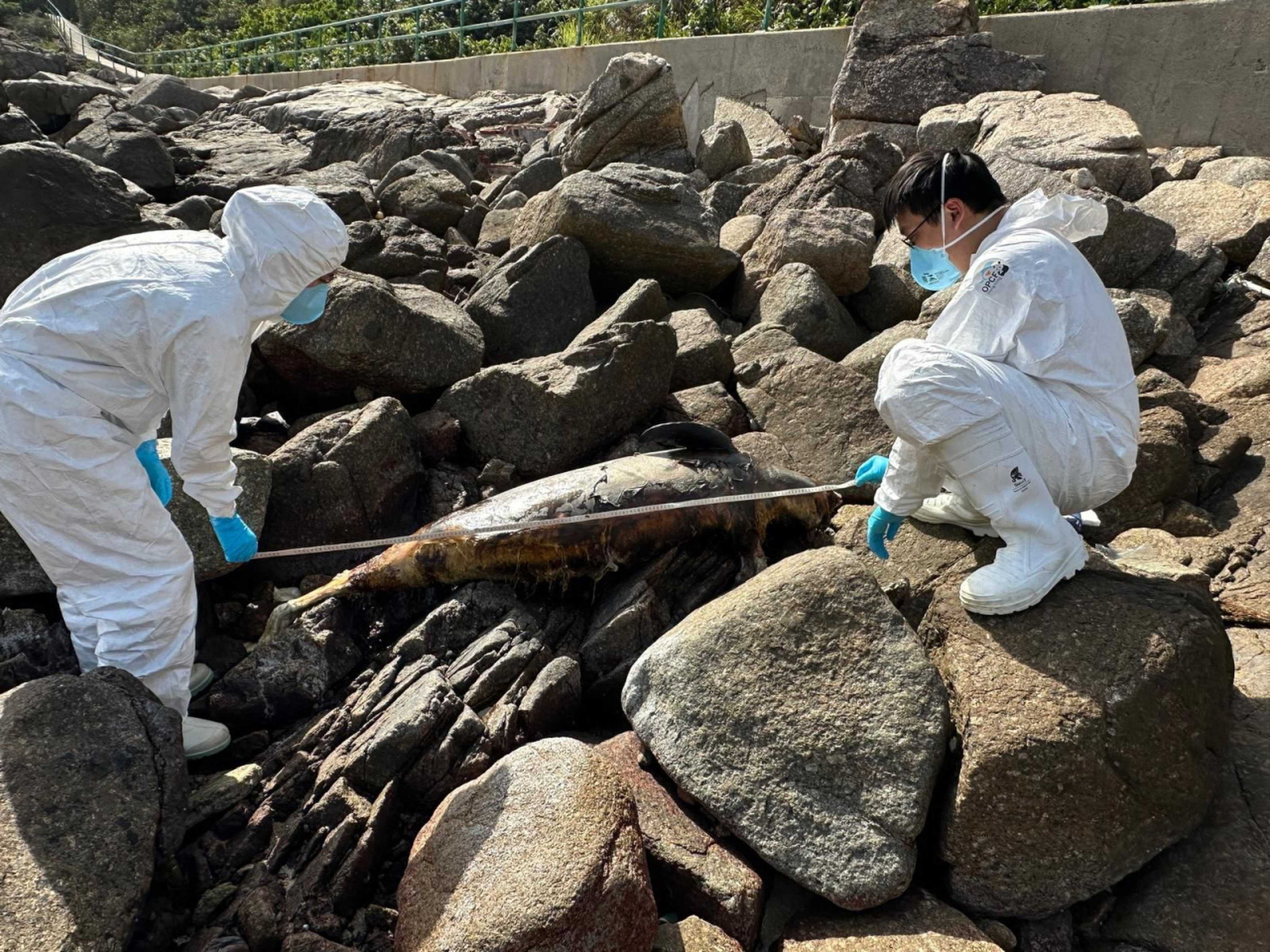 A dead porpoise was found in Cheung Chau in April 2025. Photo: Ocean Park Conservation Foundation Hong Kong