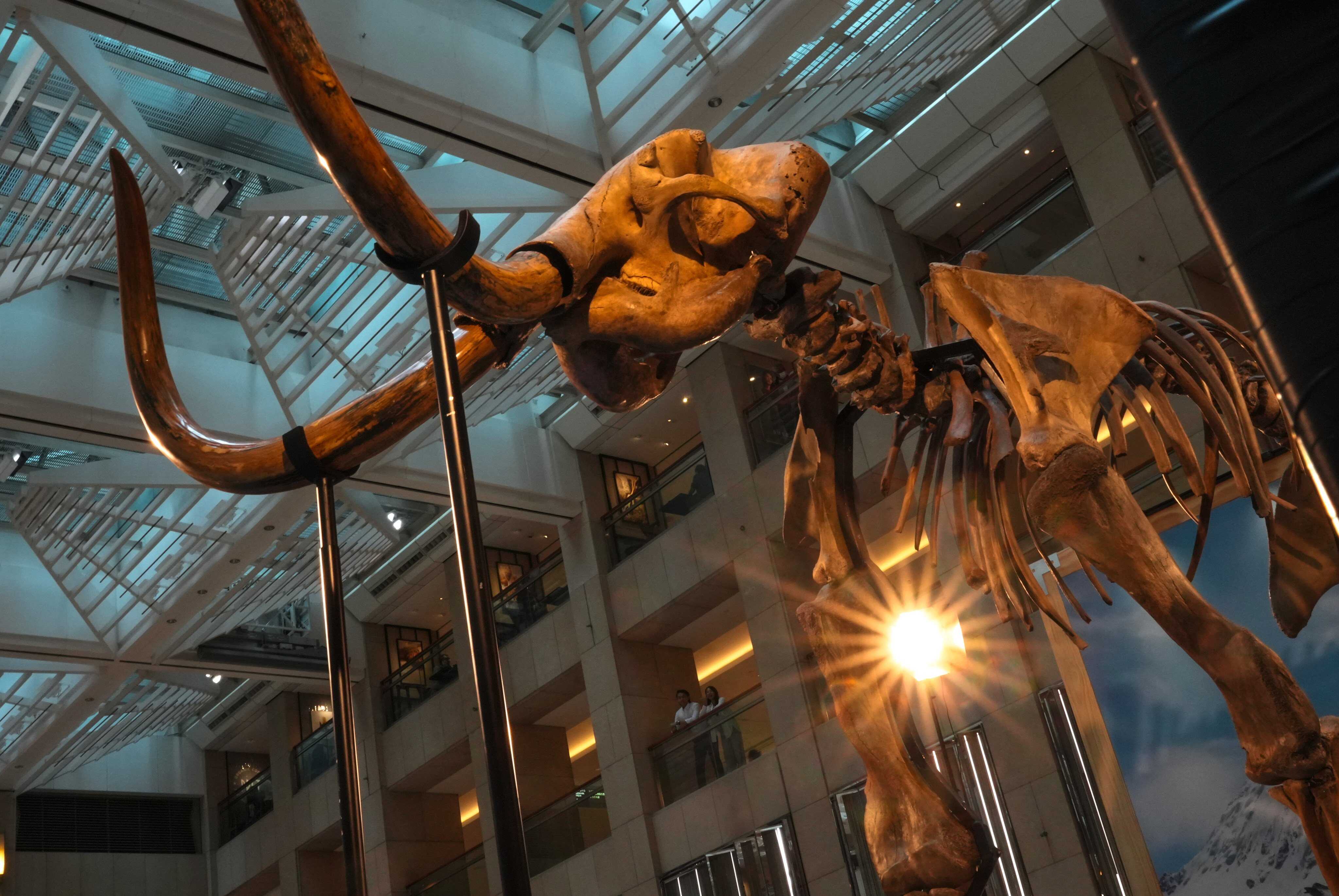 The frozen faeces contain the DNA of woolly mammoths. Photo: May Tse