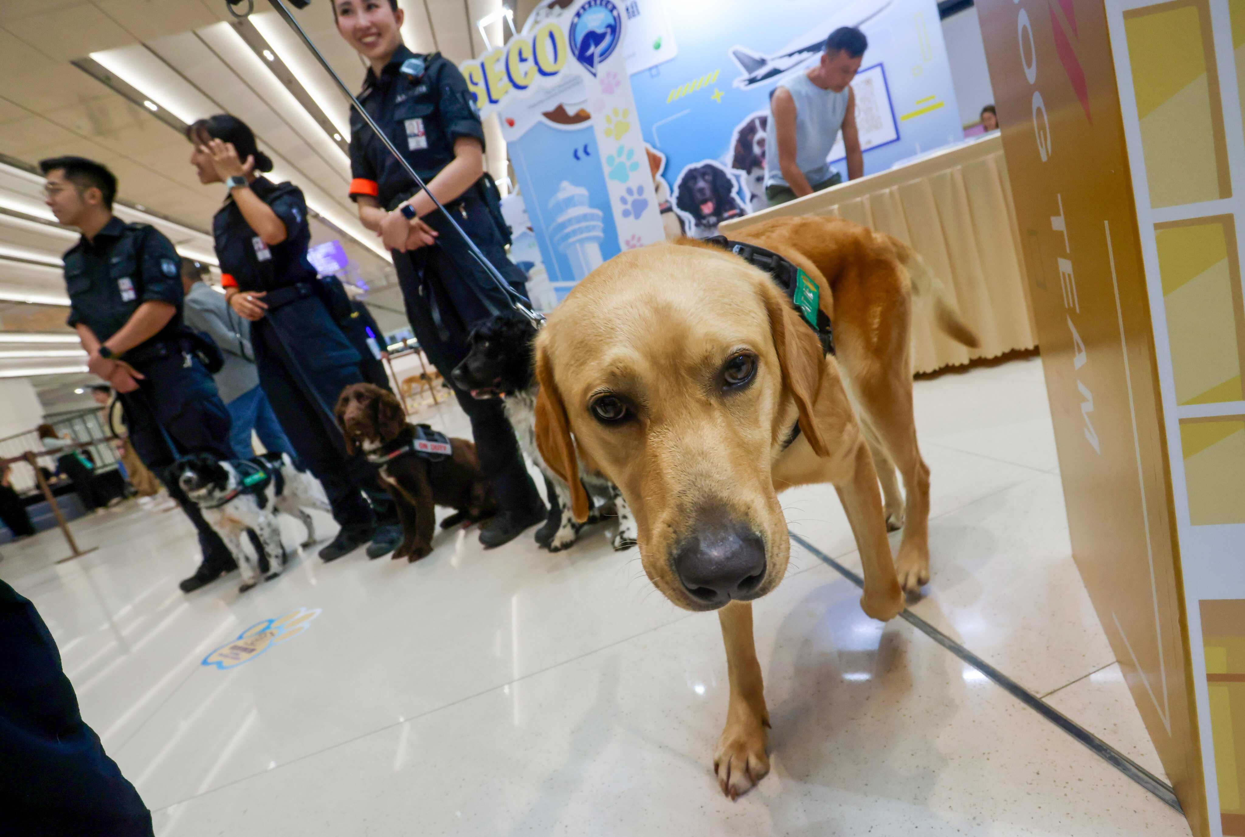 The Aviation Security Company has expanded its canine patrol unit to the newly relaunched Terminal 2 at Hong Kong International Airport, deploying 20 dogs and their handlers to cover the expanded facility. Photo: Jonathan Wong