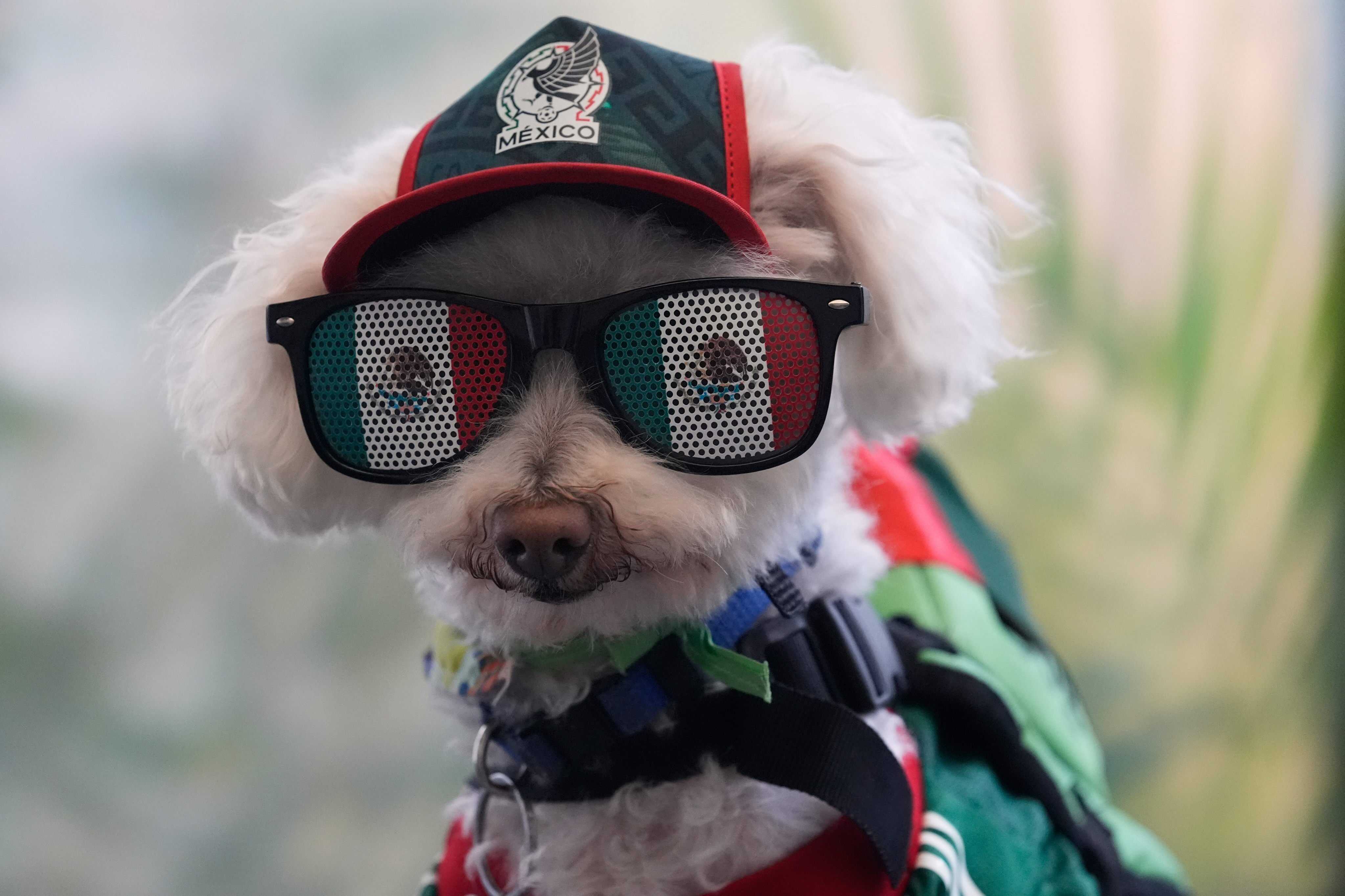 Osito wears a Mexico national team jersey while riding in a bicycle basket. Photo: AP