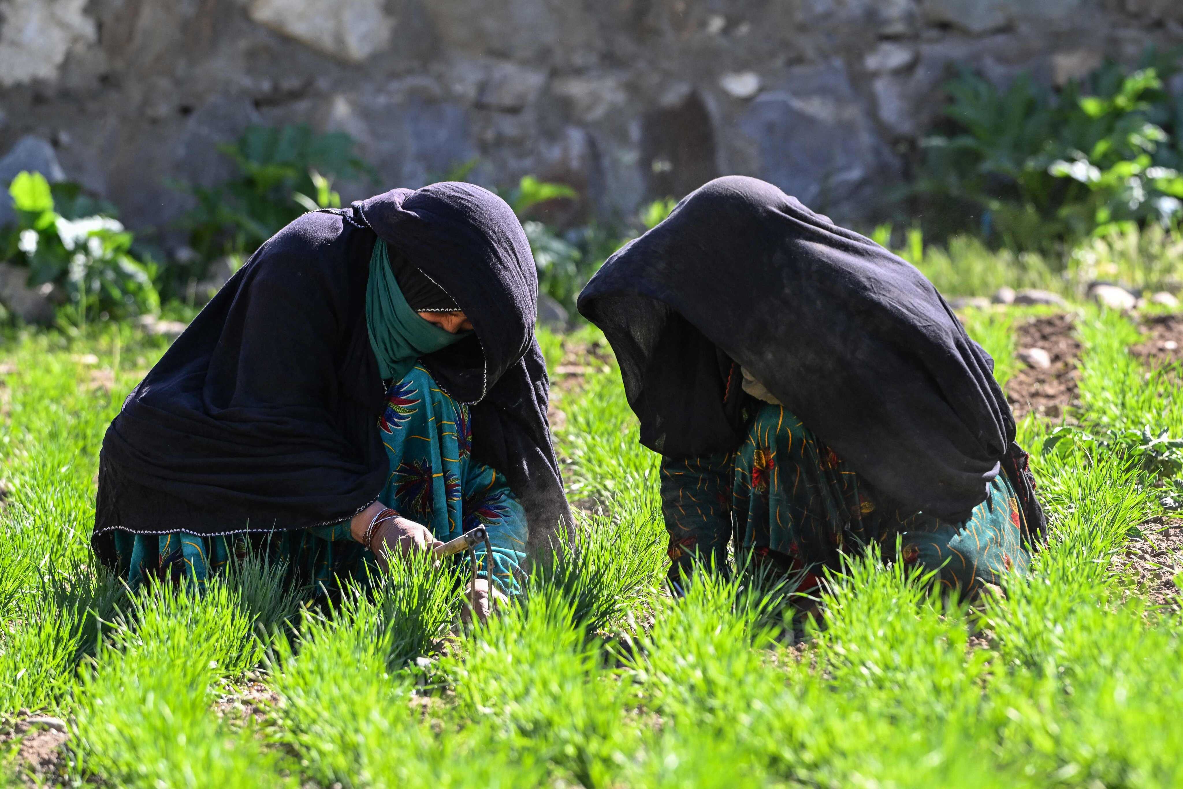 Afghan women farmers Habiba (left) and her sister Bibi Jan work at a wheat field in the Eshtiwi village of Afghanistan’s Parun district. Photo: AFP