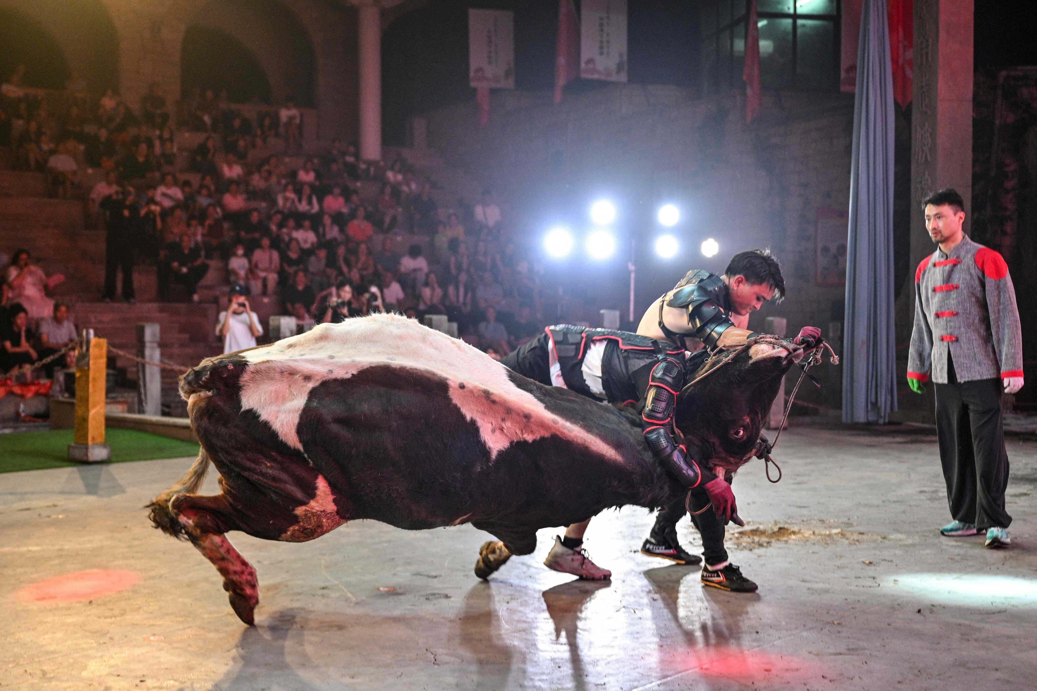 Chinese bull-wrestling, or “guanniu”, is a 600-year-old sport struggling for recognition and funding. Photo: AFP