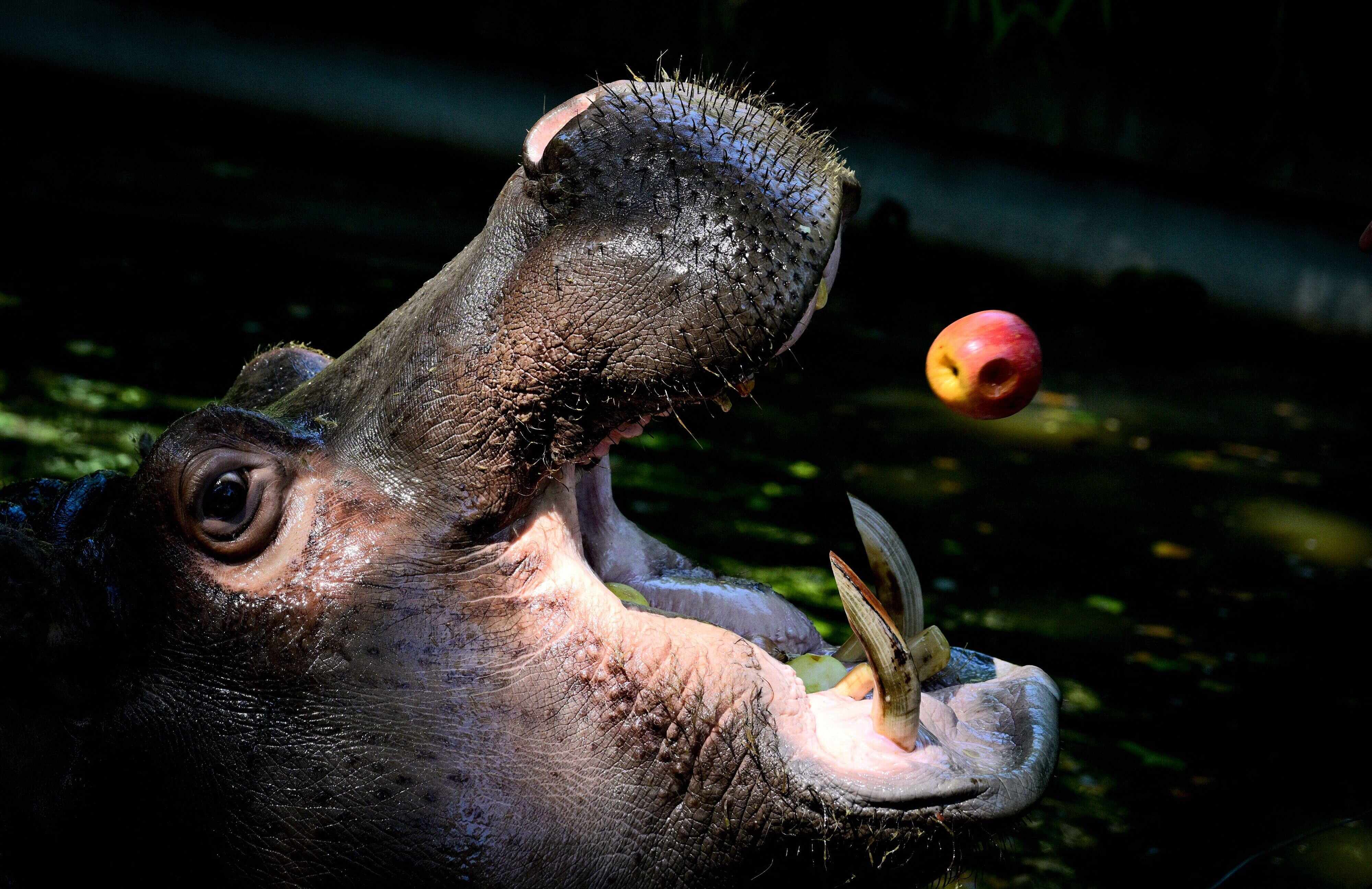 A hippopotamus beats the heat with a frozen apple at Rome’s Bioparco Zoo during a heatwave. Photo: AFP
