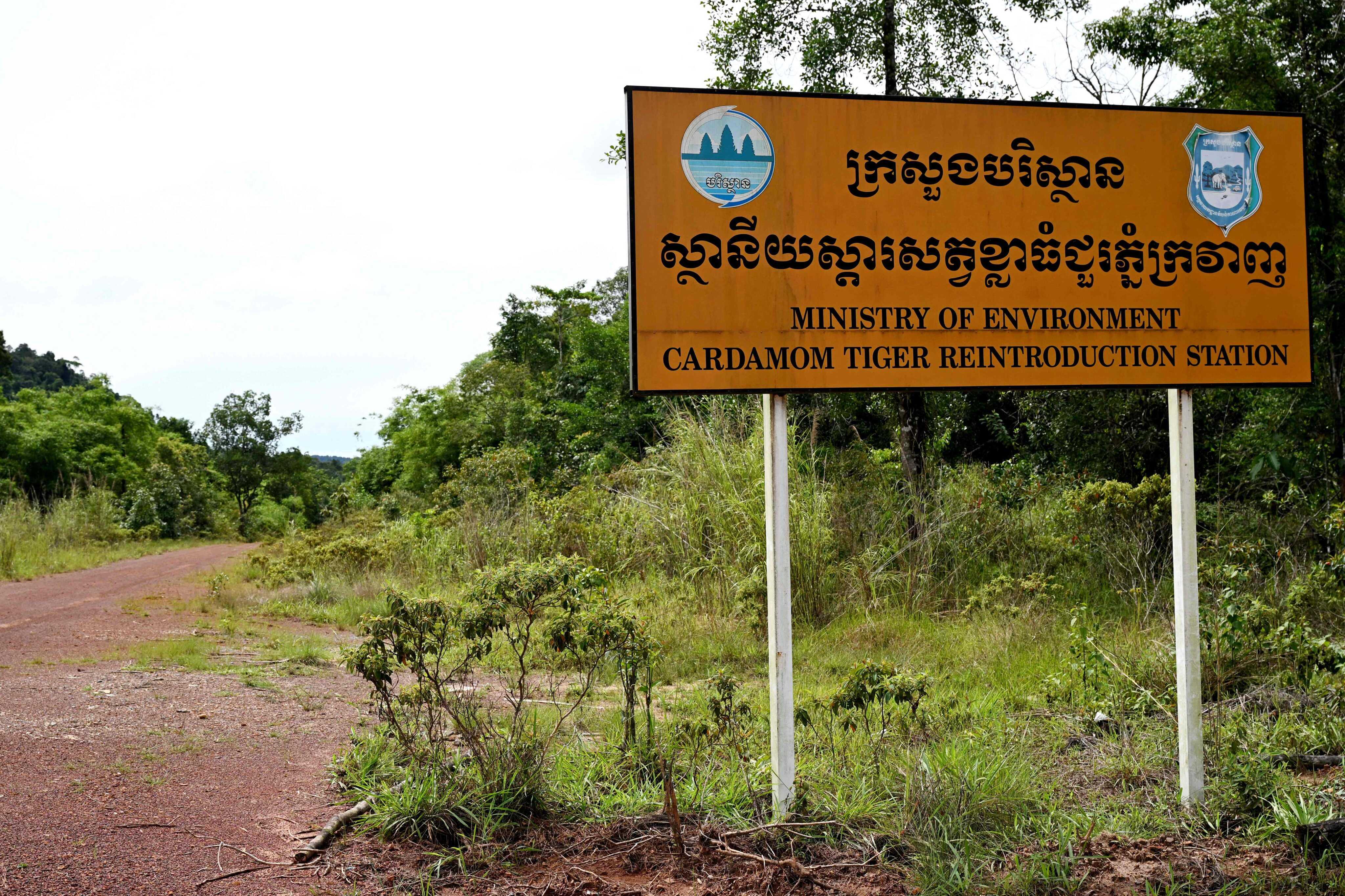A road to a Tiger Reintroduction Station in the Cardamom National Park in Cambodia’s Koh Kong province. Photo: AFP
