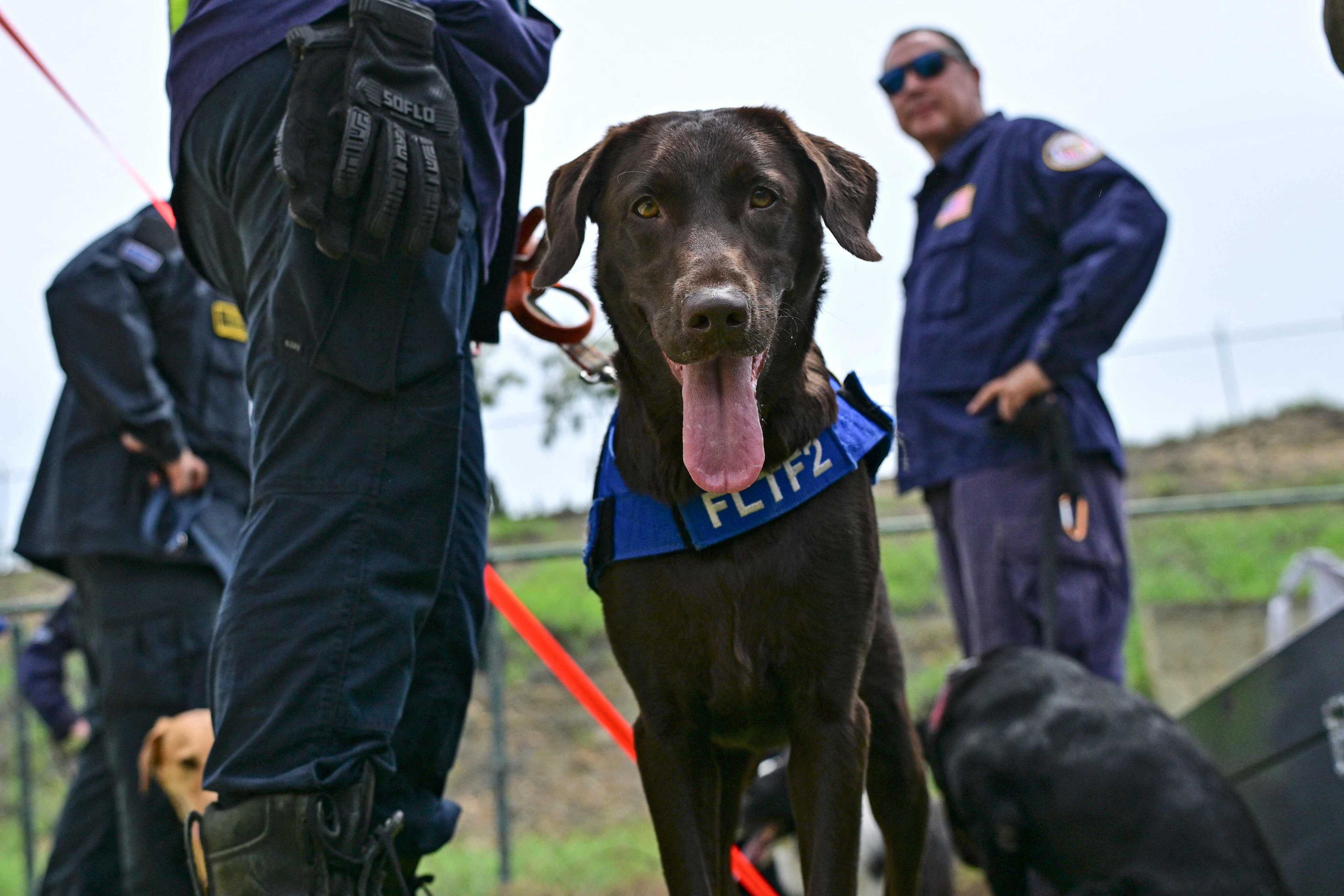 Silvya Arango of the Florida Task Force 2 team walks with rescue dog Sisu in Venezuela. Photo: AFP