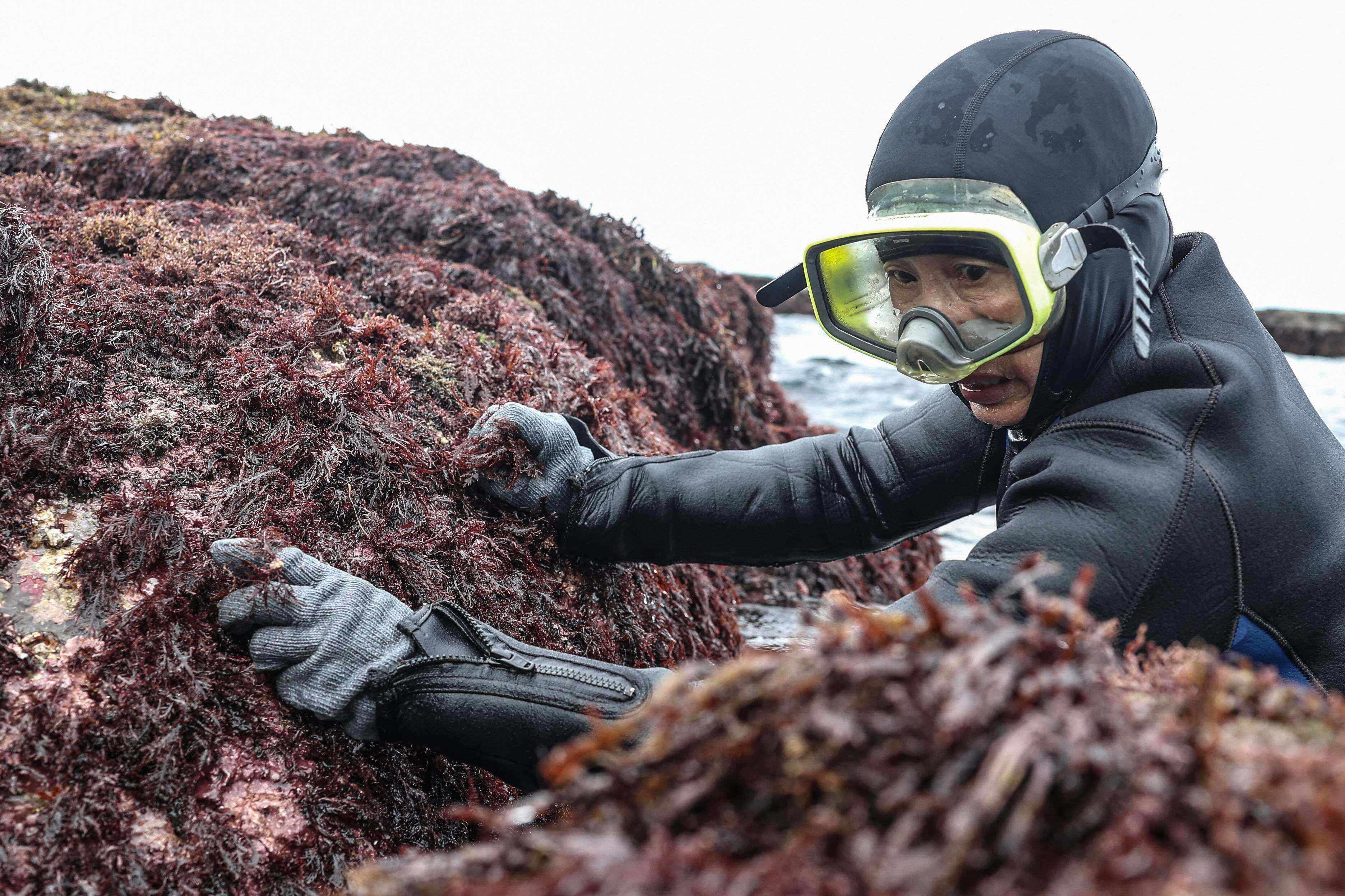 A woman carries a sack of freshly harvested algae, a tradition that could soon fade from Taiwan as younger people largely opt for city life. Photo: AFP