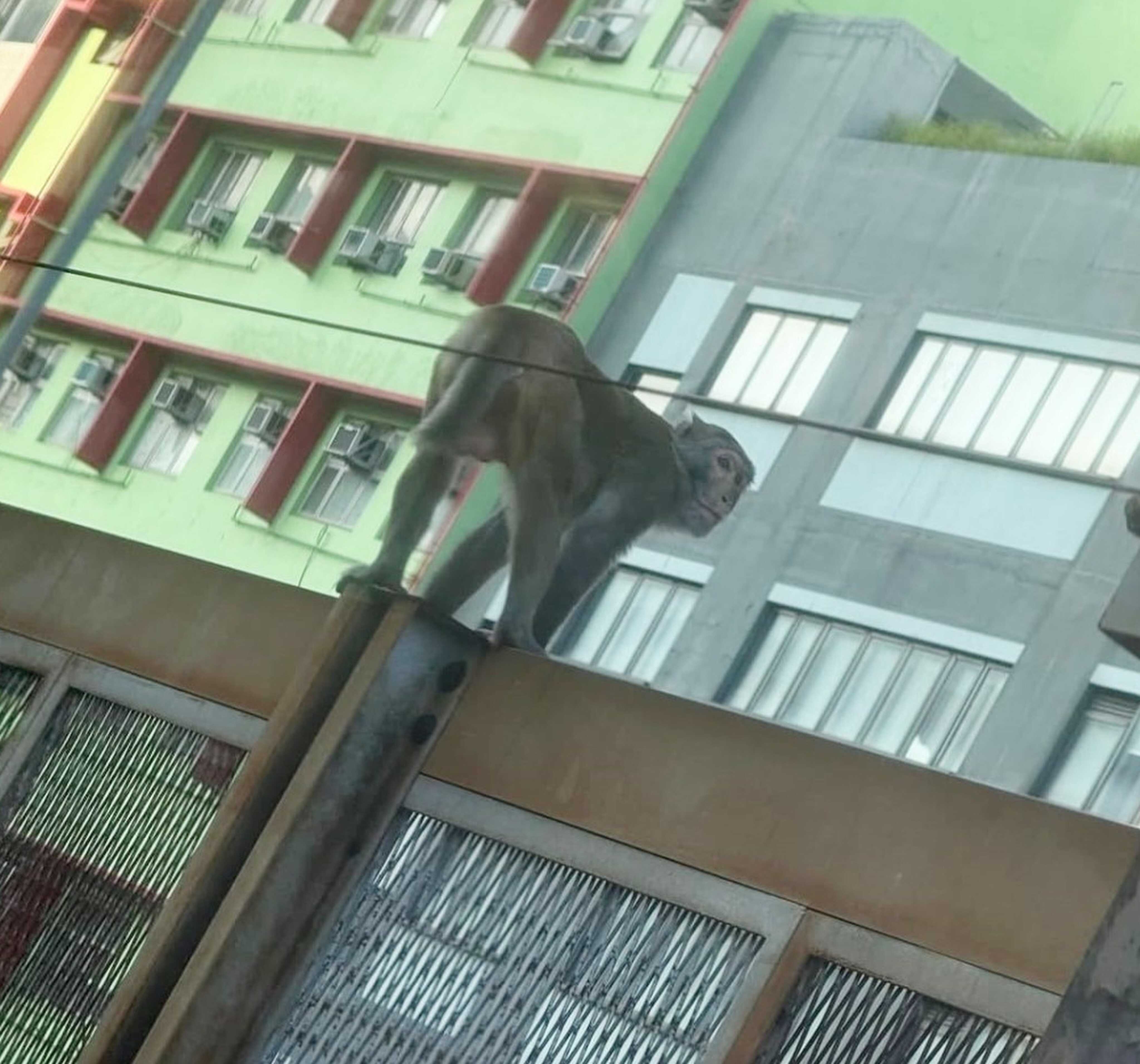 Monkey on tracks delays Hong Kong trains, causing minor rush hour disruptions. Photo: Handout