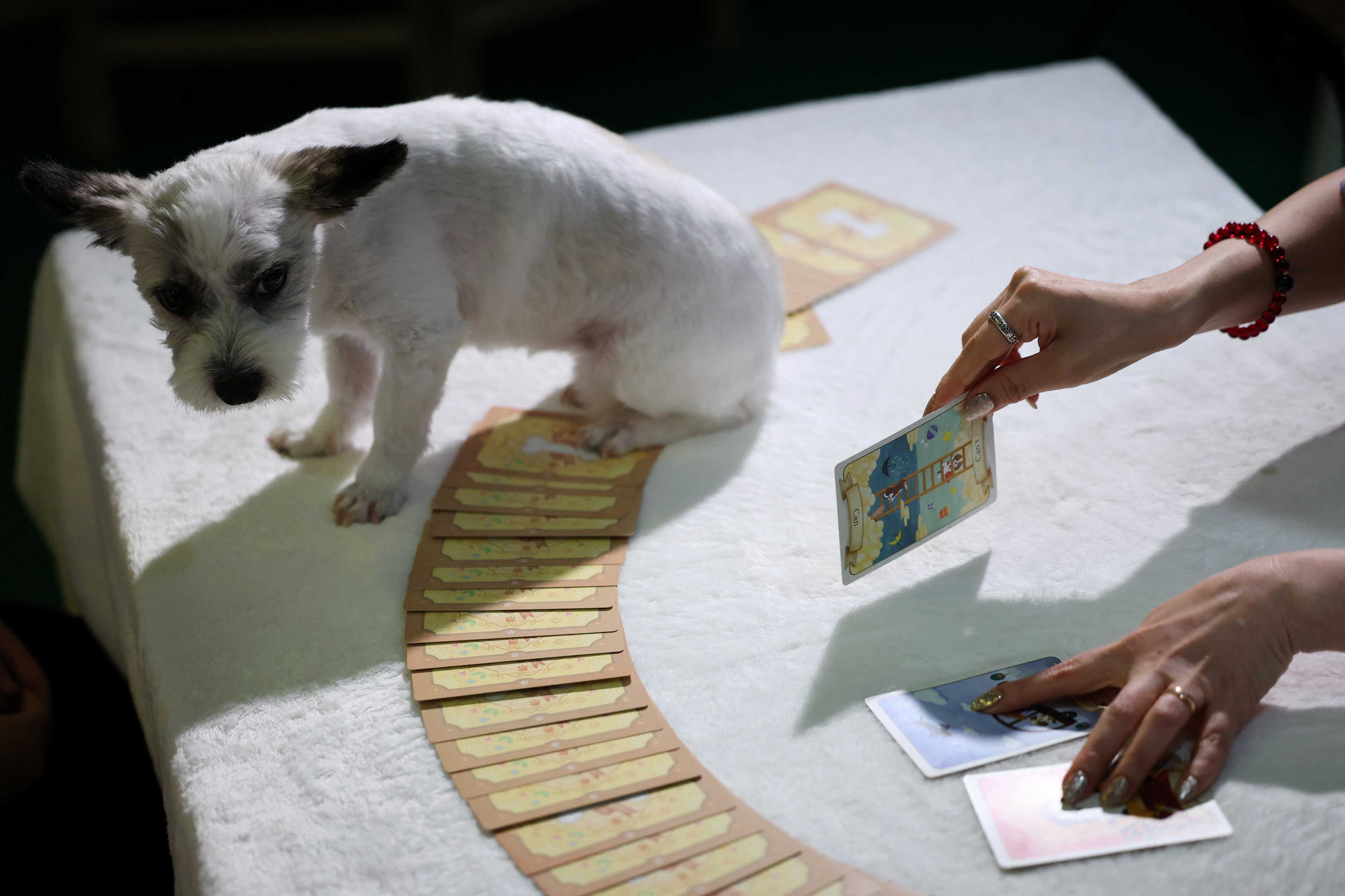 A dog named E-seul gets a tarot card reading at a pet tarot cafe in Seoul, South Korea. Photo: Reuters
