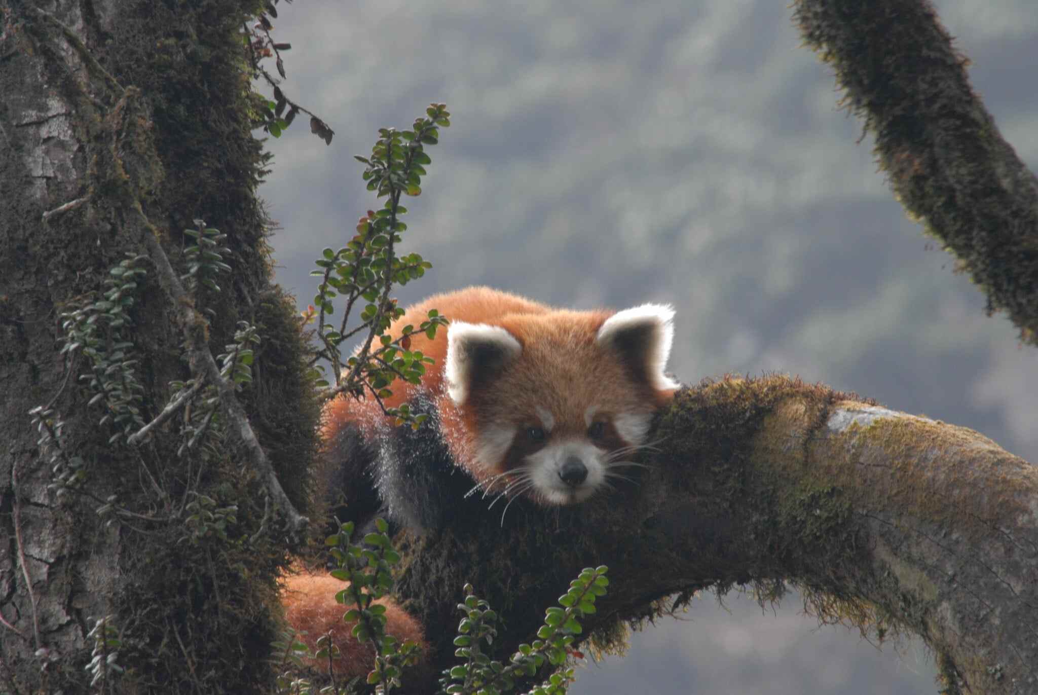 A red panda in its habitat in Nepal. Photo: Sonam Tashi Lama