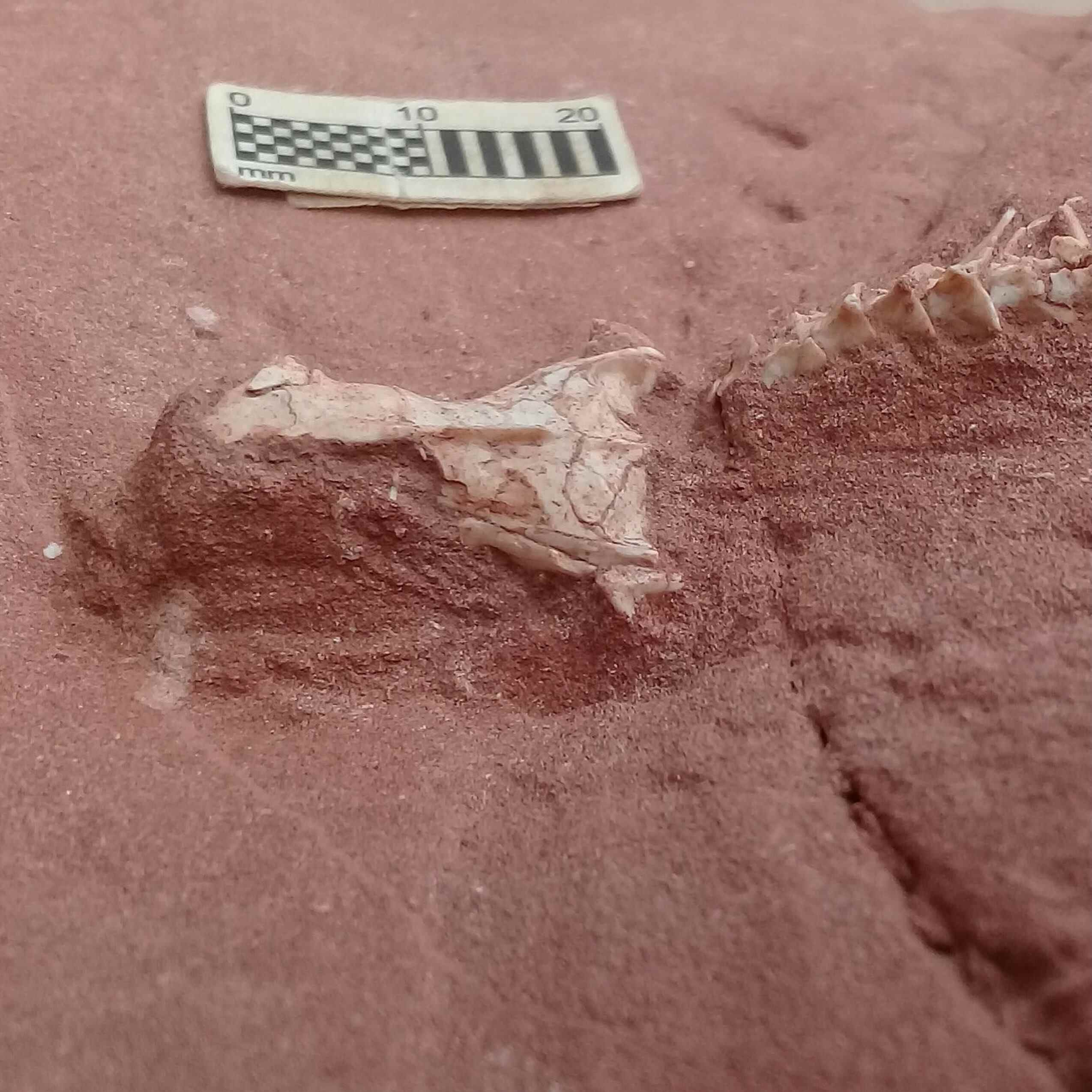 The Tametara mirim fossil. A portion of the skull is preserved so well that researchers are able to reconstruct the snake’s brain anatomy. Photo: Instagram/sobralgab