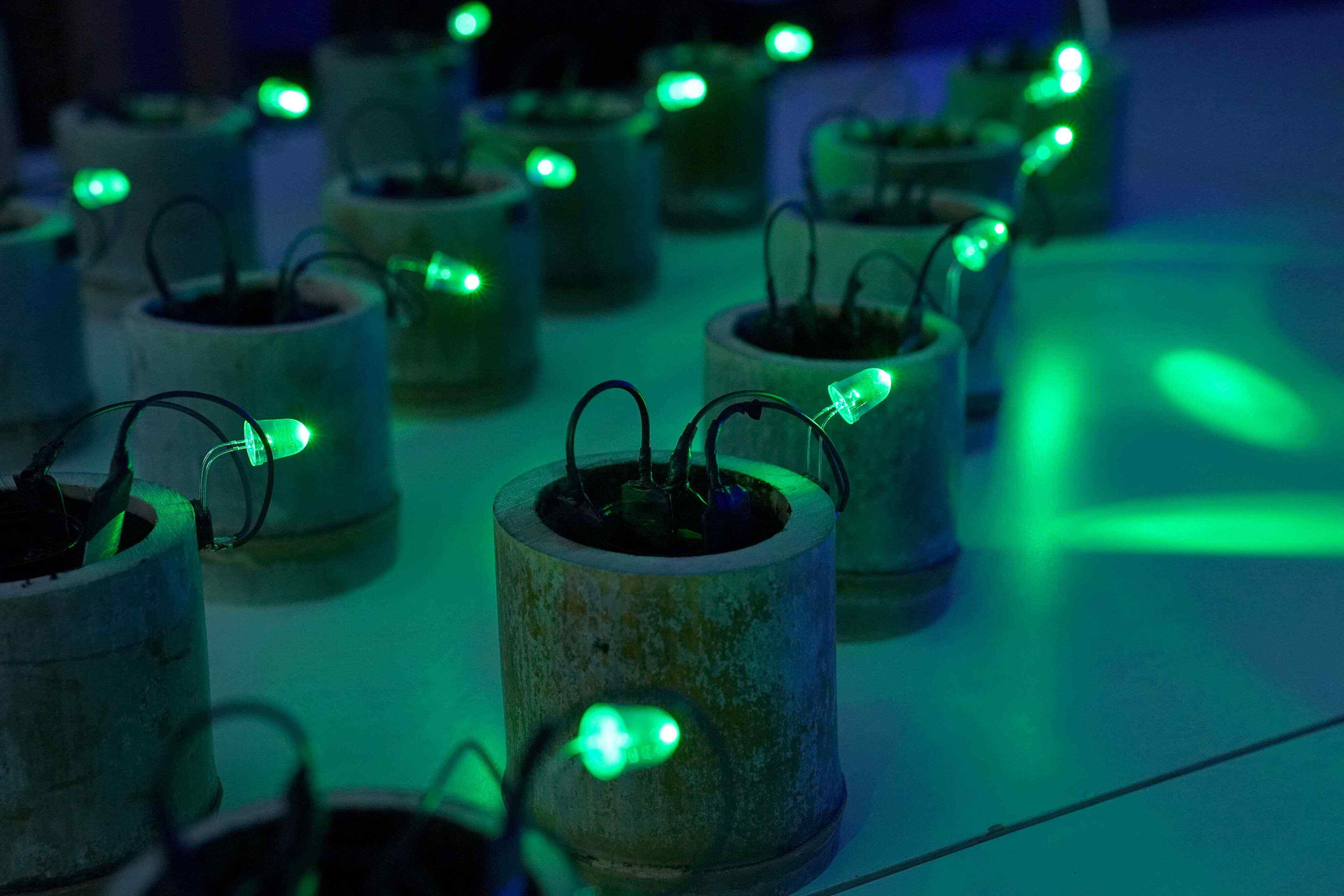Ultra-small-scale power harvesting that generates electricity using organic materials such as soil and bamboo in Tokyo. Photo: AFP