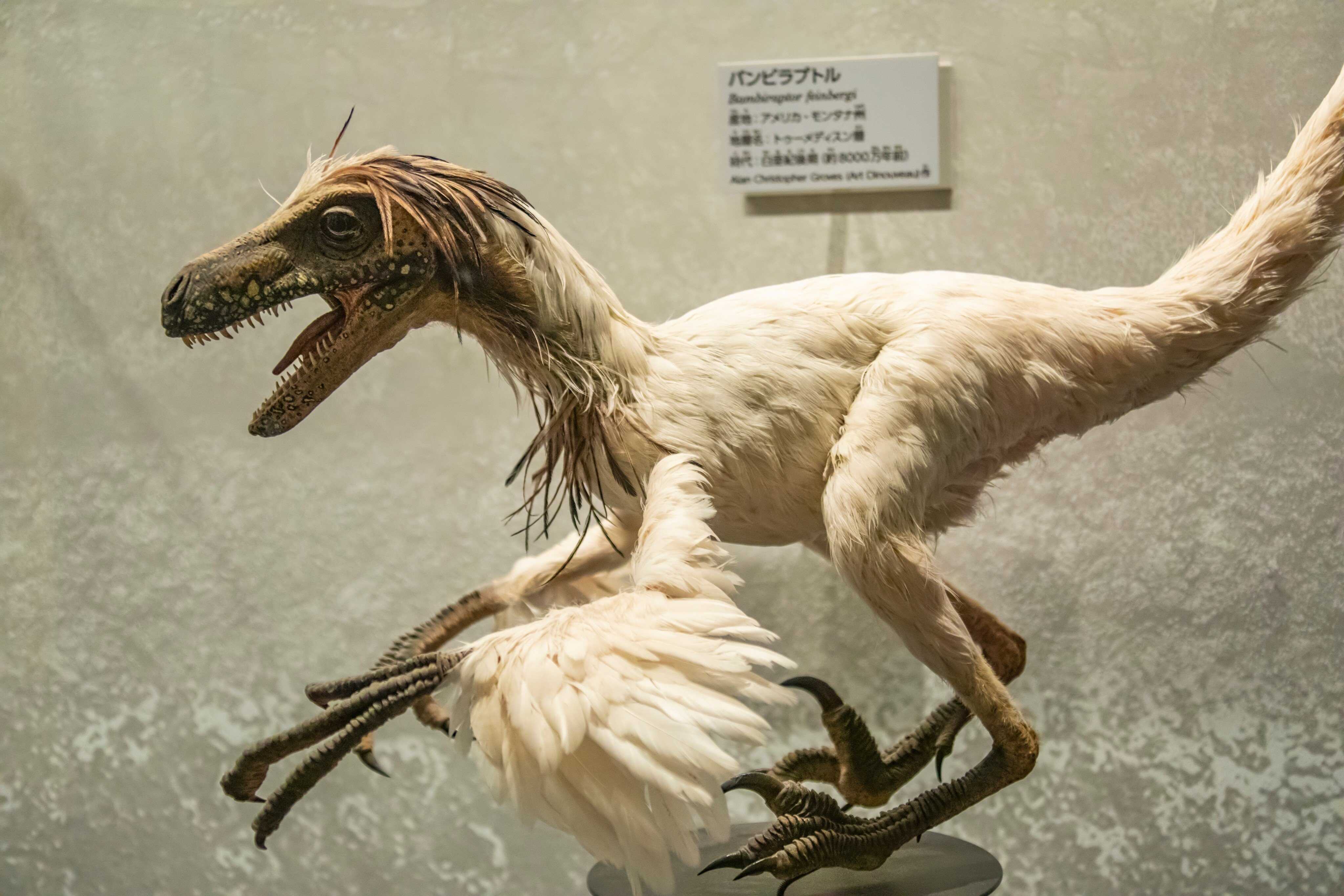 The Bambiraptor was named after the baby deer in the Disney movie. Do you see the resemblance? Photo: Shutterstock