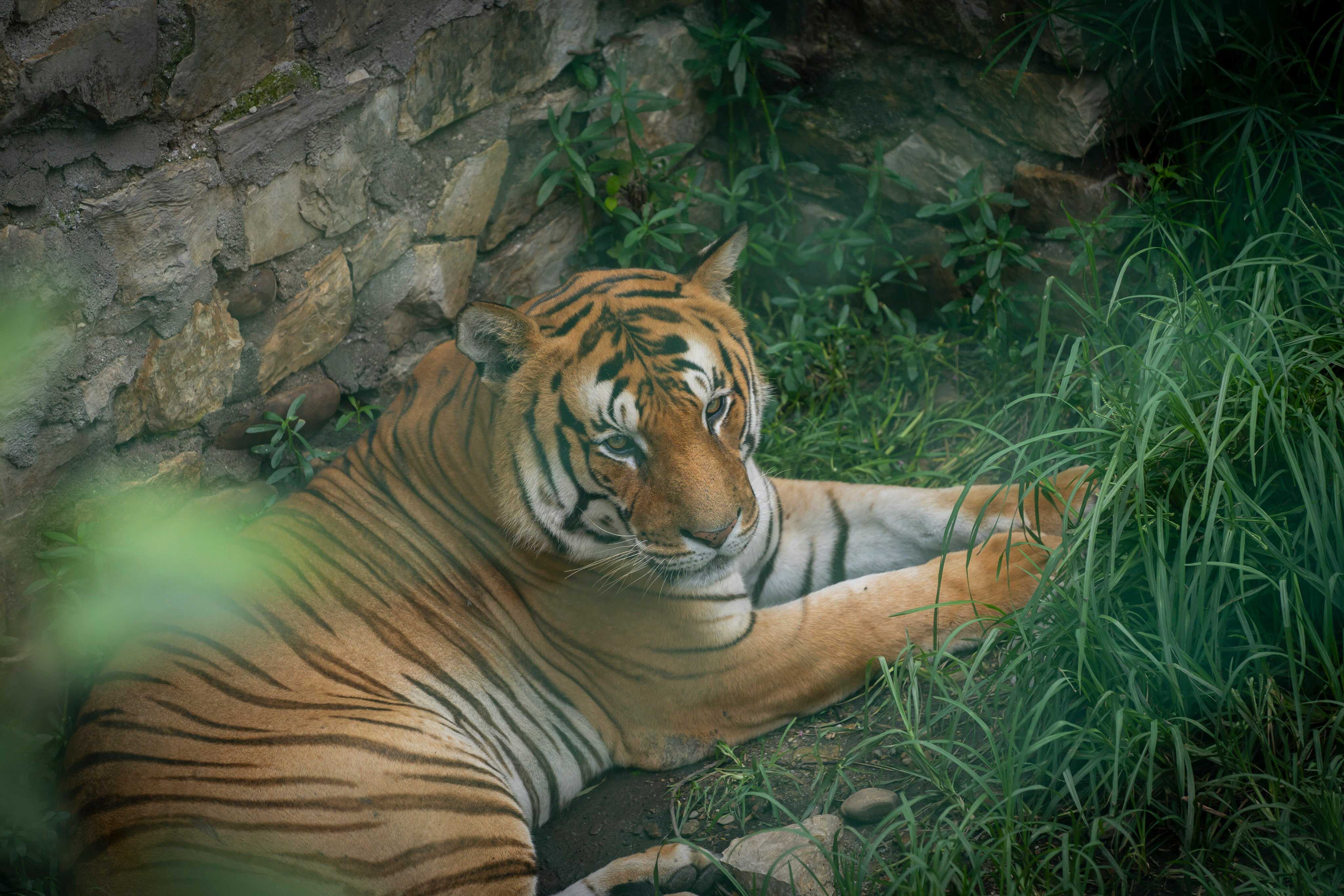 A tiger is pictured at the Central Zoo in Lalitpur, Nepal. Photo: Xinhua