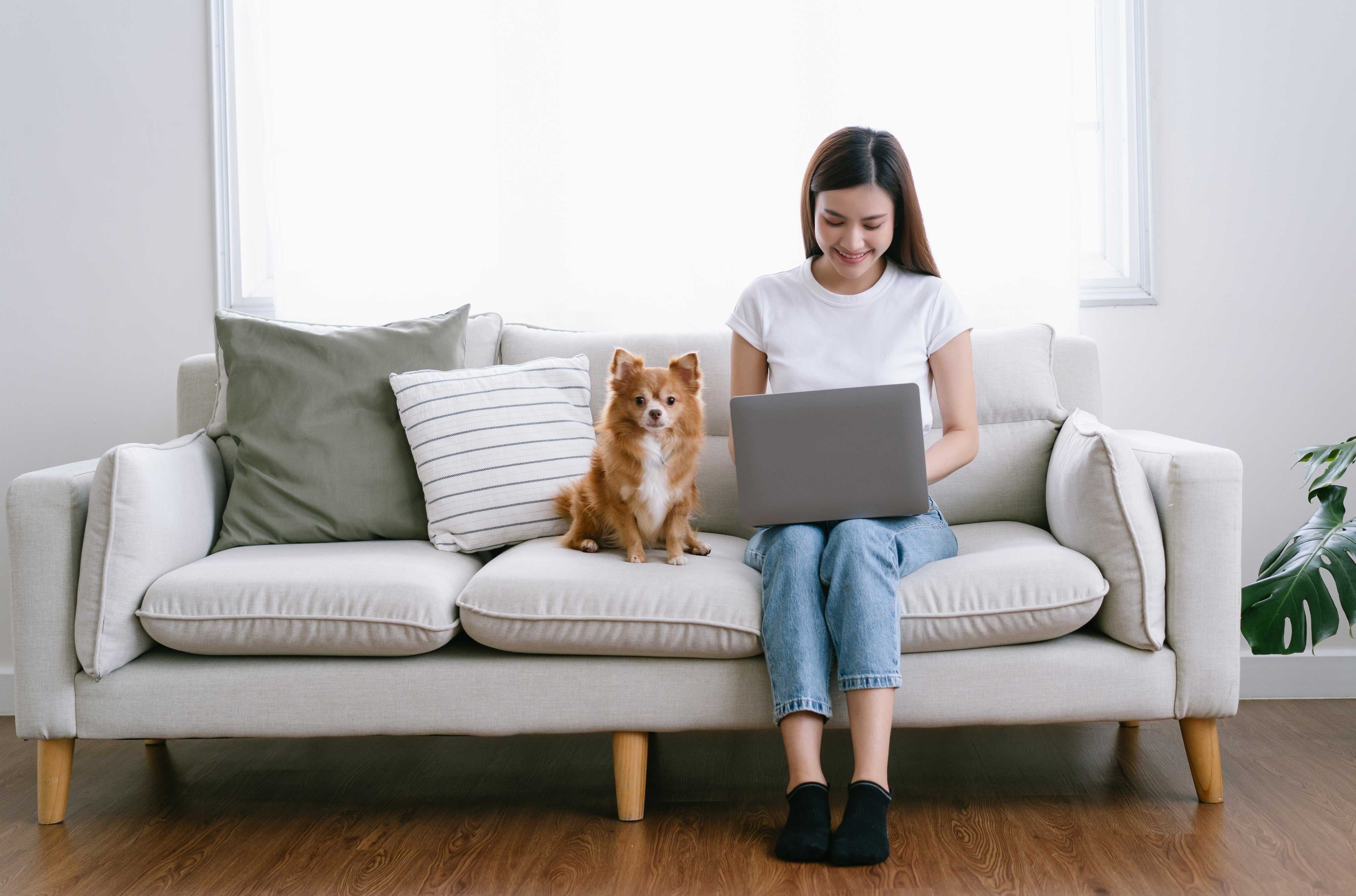 Pets rely on their humans to care for them, including by taking them to the vet. Photo: Shutterstock