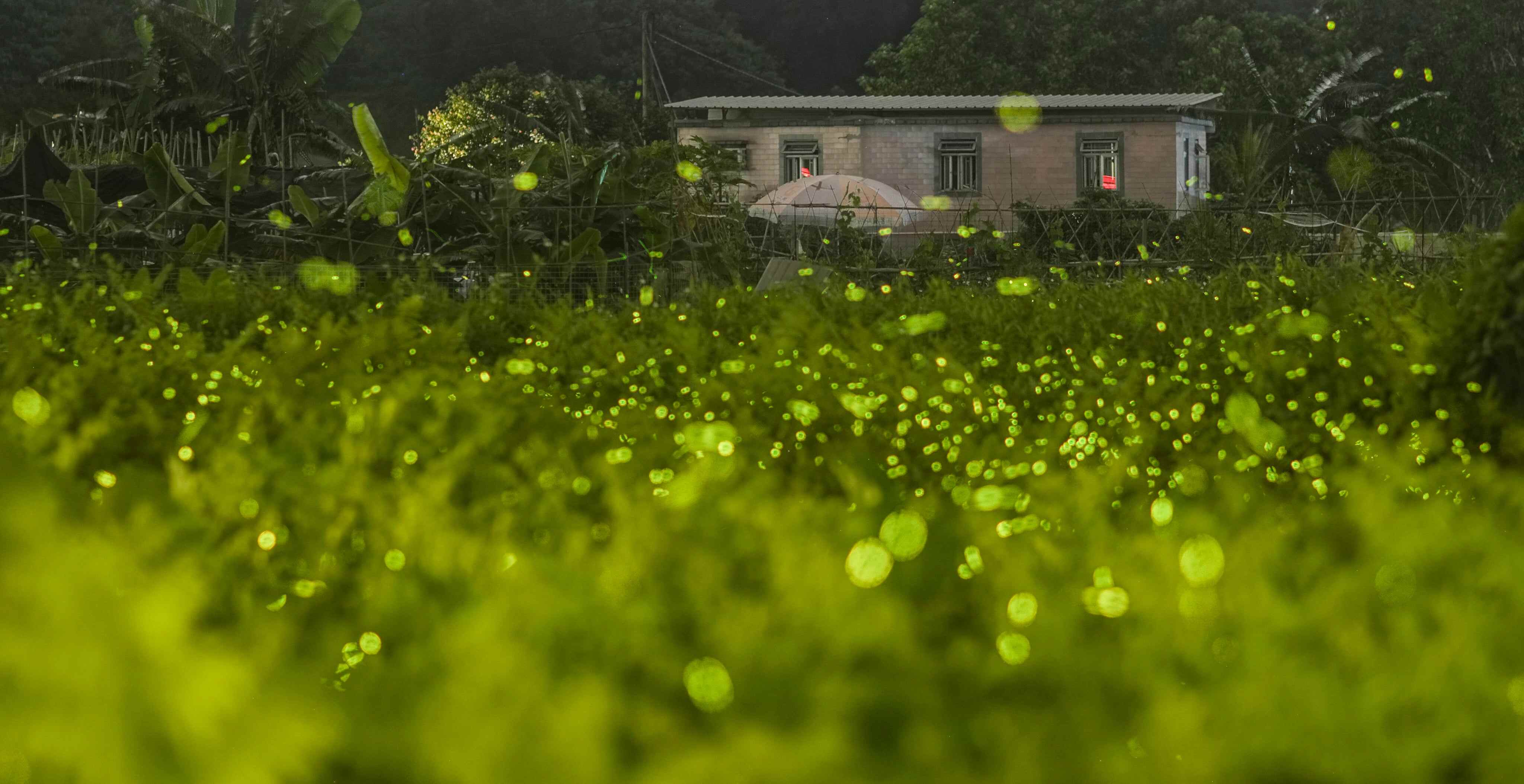 More than 30,000 people visited the Midsummer Night Firefly Festival in Yongin, South Korea, during the first two weeks after it opened on July 24. Photo: Eugene Lee