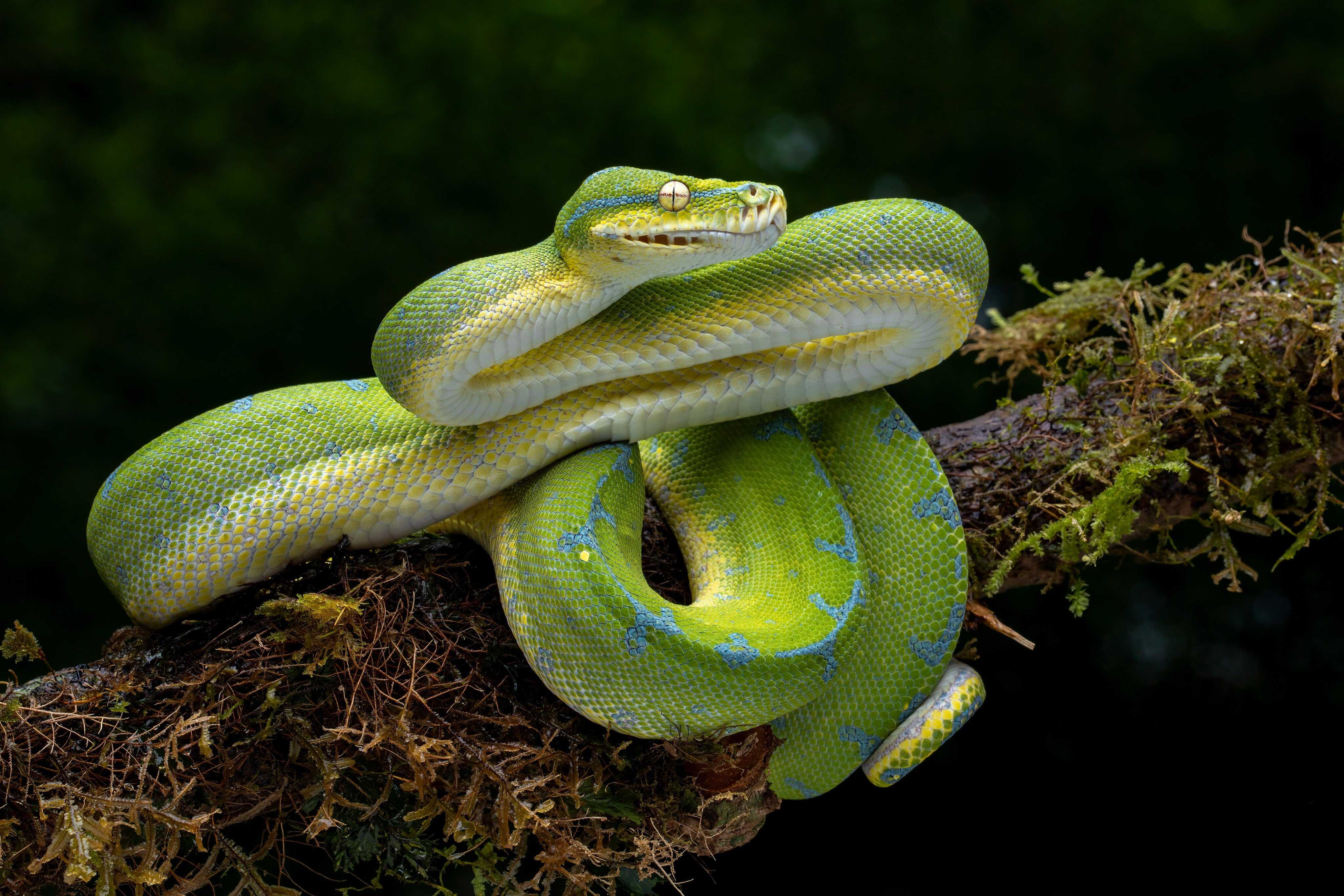 Snakes have hundreds of vertebrae that give their bodies great flexibility. Photo: Shutterstock