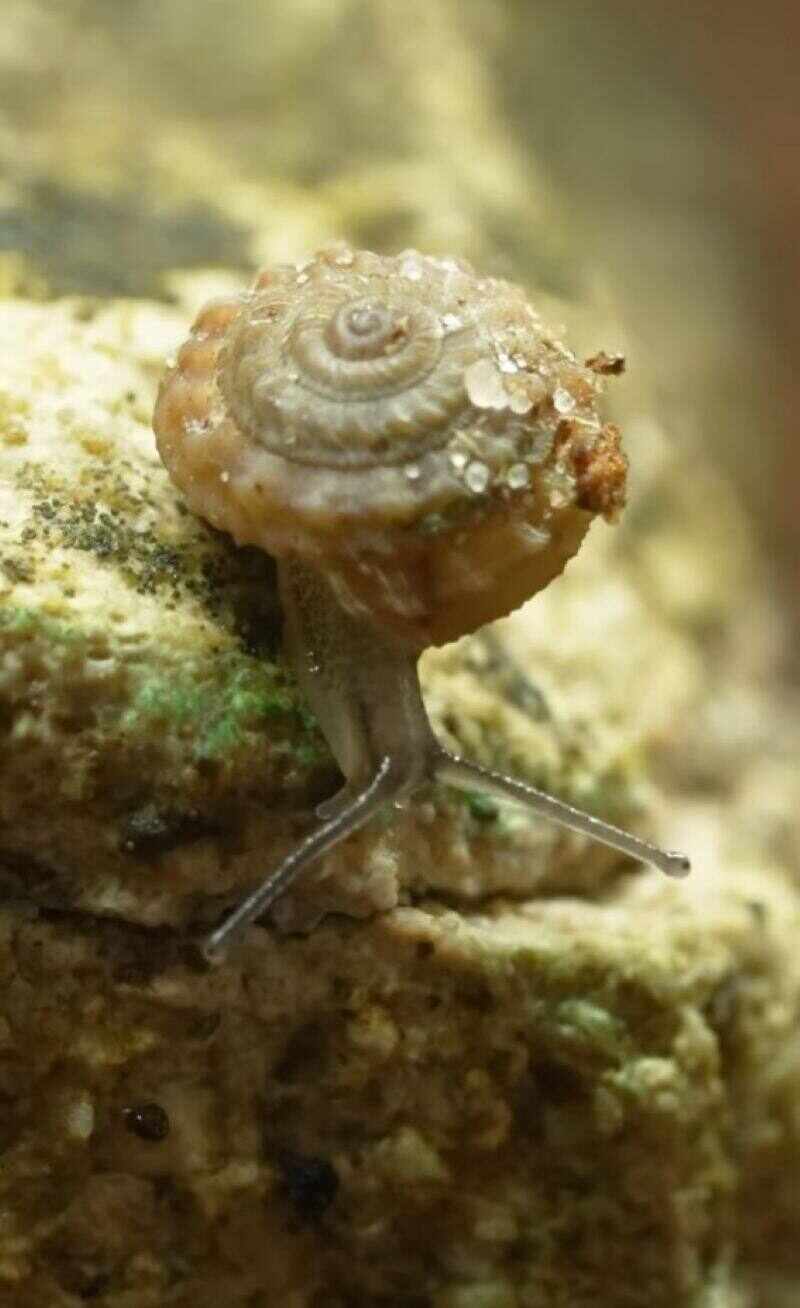 Tiny snails rescued from extinction on Deserta Islands in the Atlantic Ocean