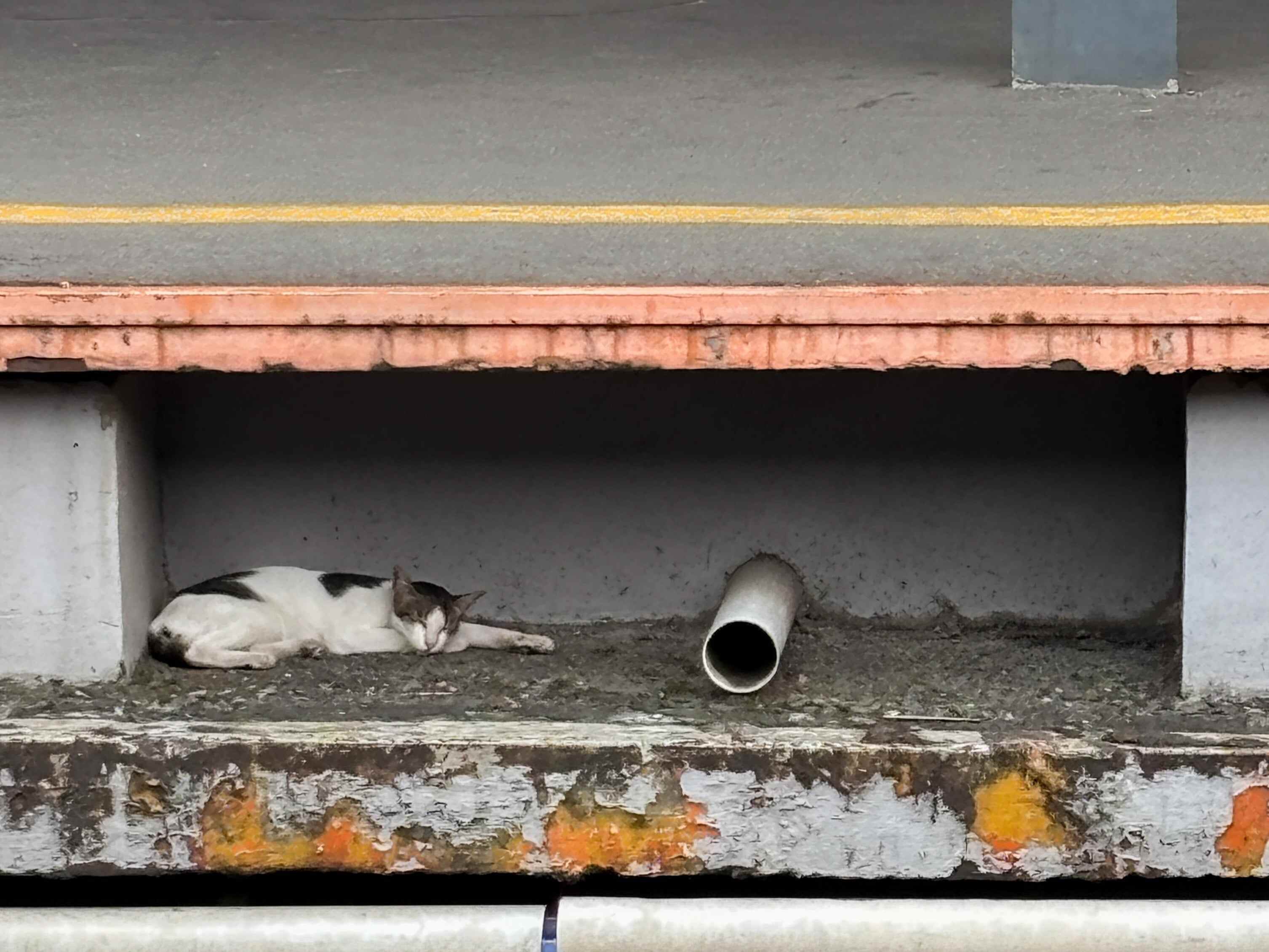 Jakarta has one of the biggest stray cat populations in the world. As many as 1.5 million cats are estimated to live on the city’s streets. Photo: Shutterstock