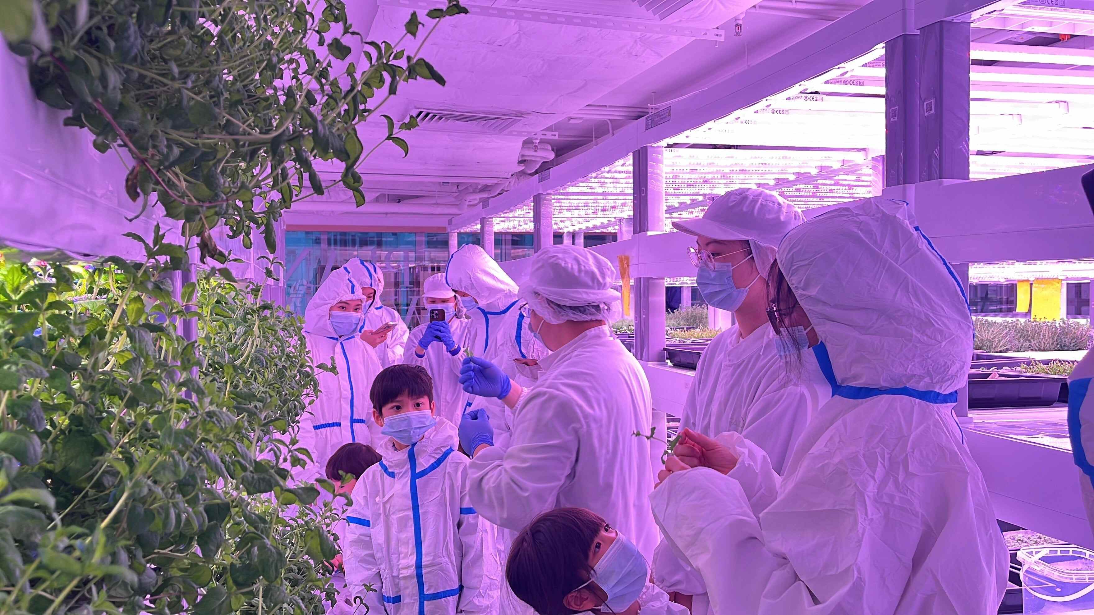 Discover how horticultural therapy, such as Farmacy’s urban hydroponic farms in Hong Kong, fosters well-being through nature. Photo: Handout