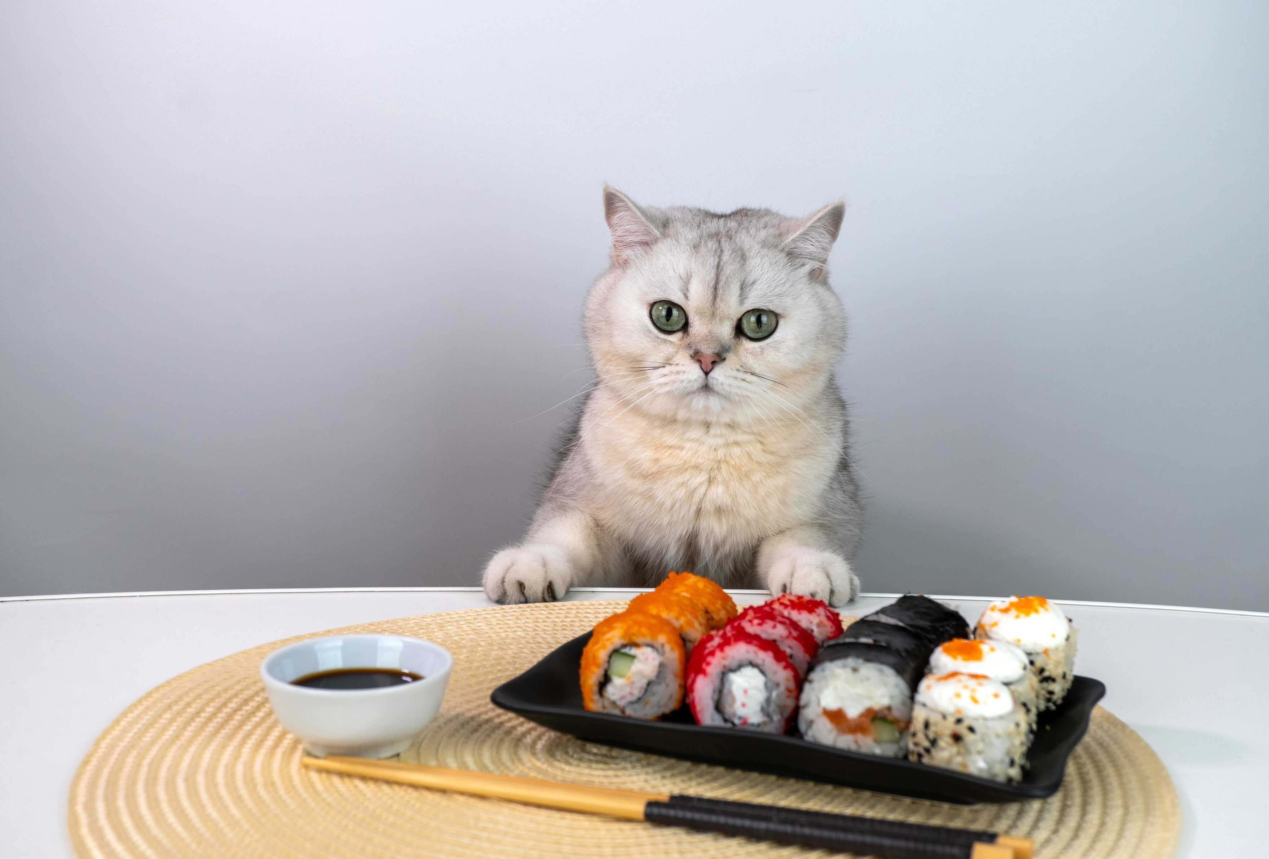 You may get sick of sushi if your cat starts going to restaurants! Photo: Shutterstock