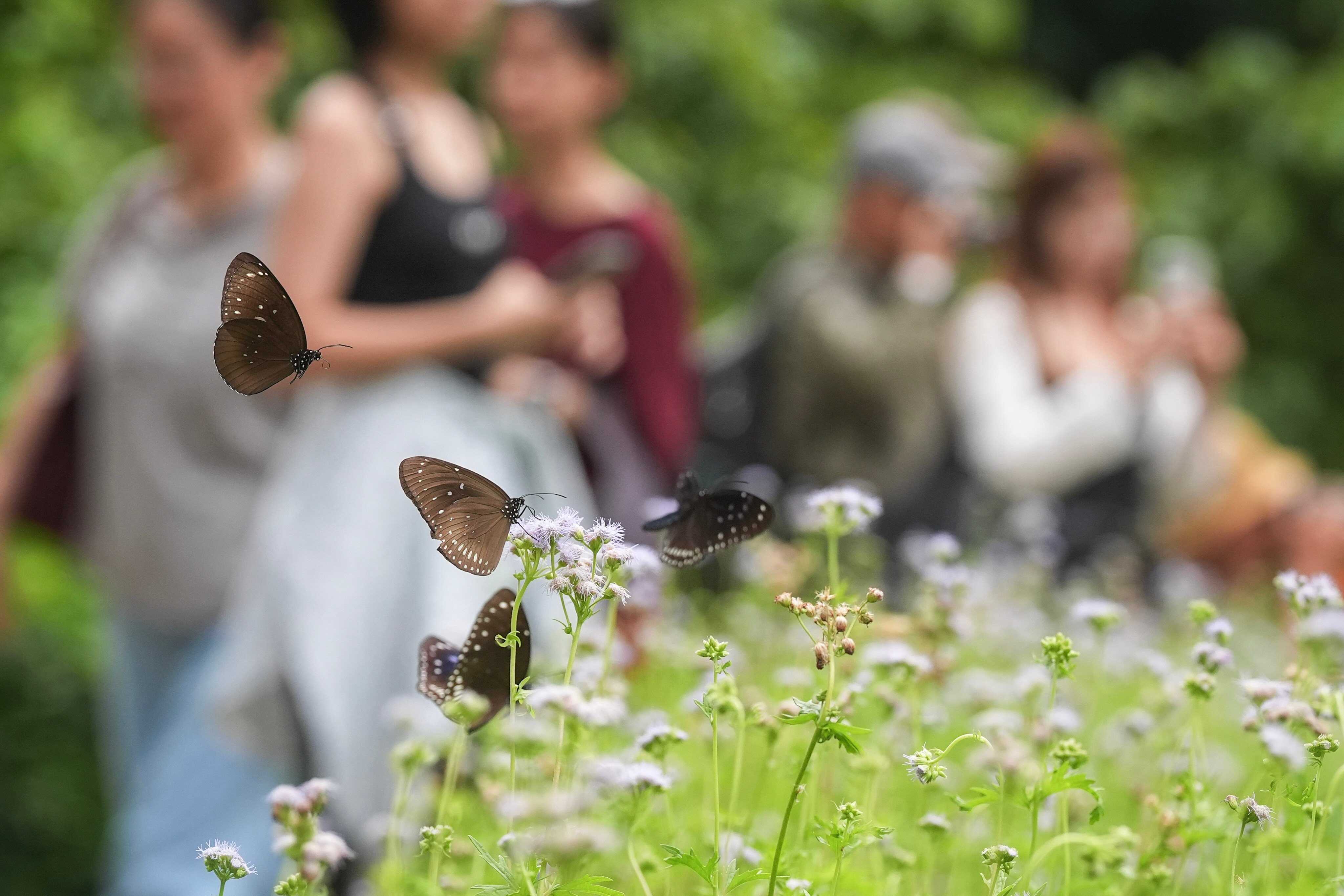 One reader had an interesting experience with butterflies this summer. How was your holiday? Photo: Elson Li