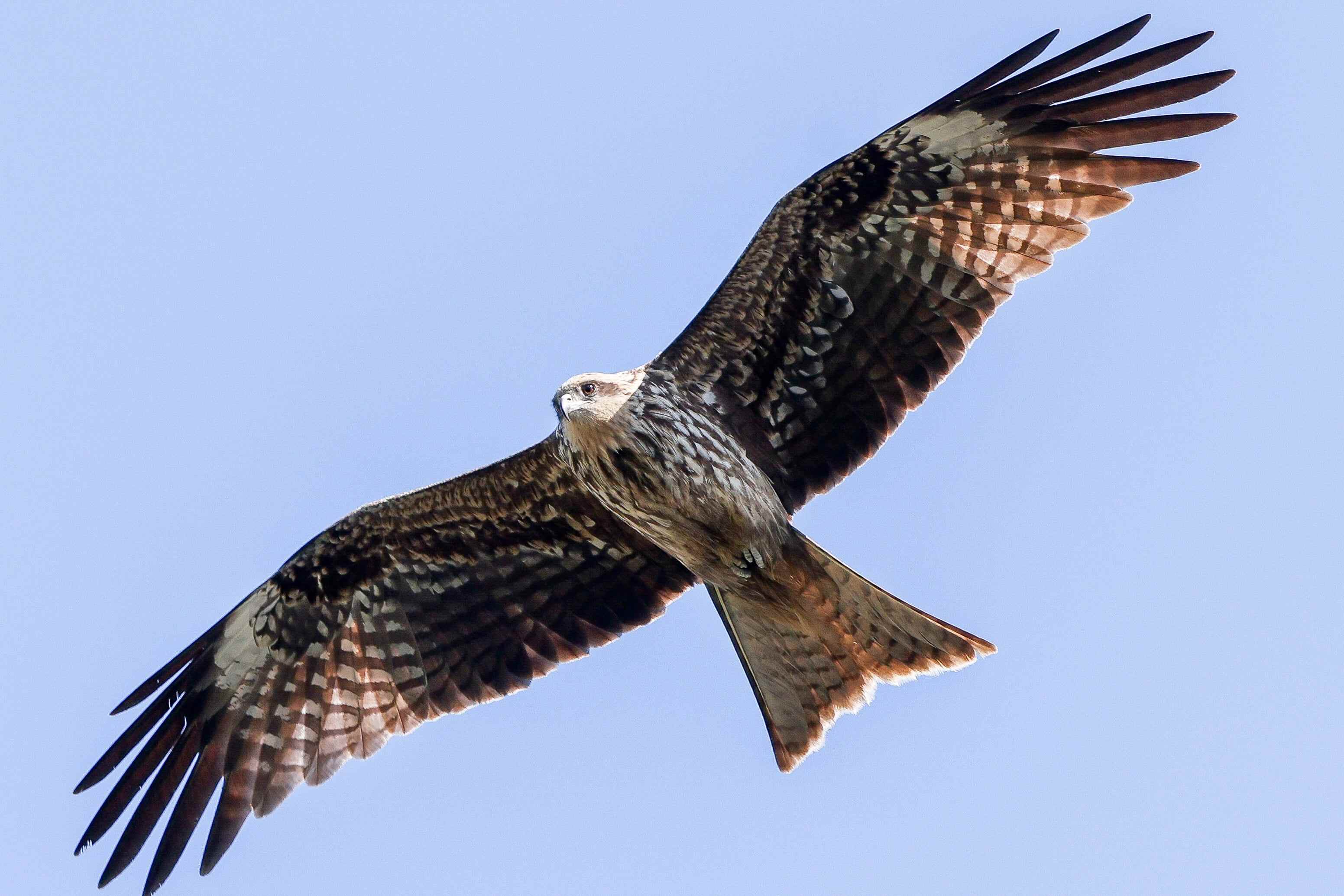 A black kite glides in the sky over Hong Kong. Photo: Nora Tam