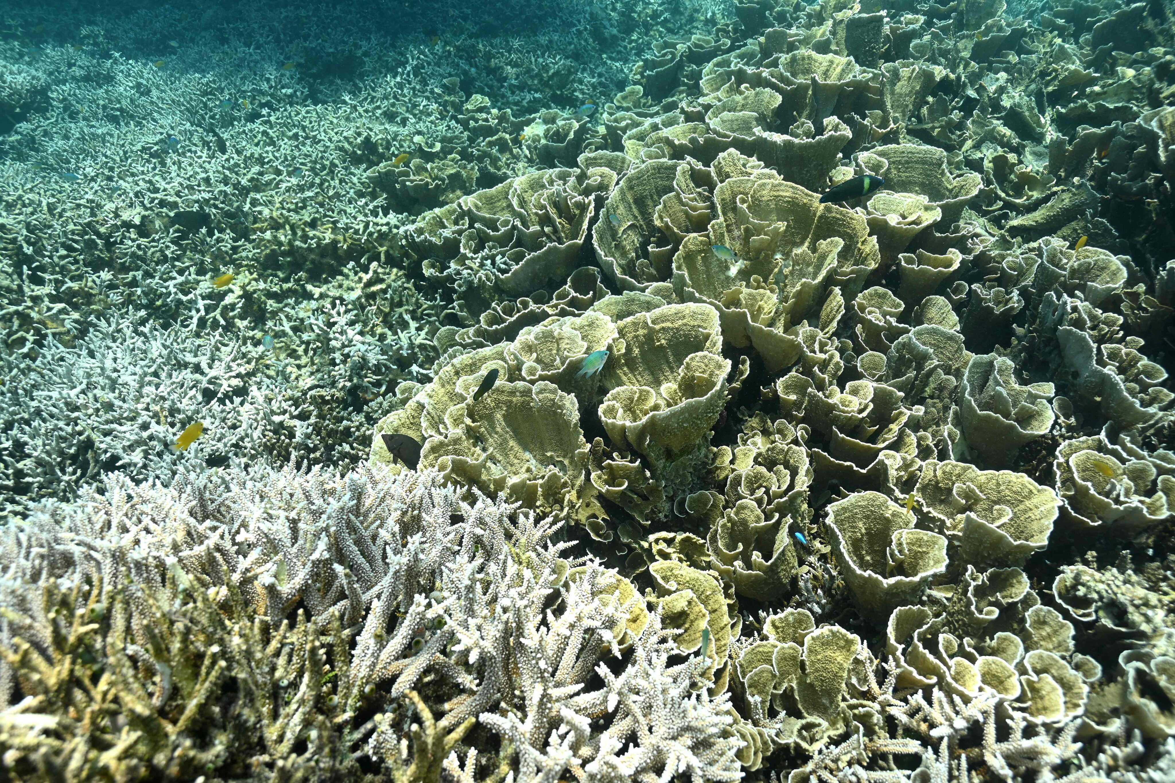 Part of a coral reef on September 3, 2026, at Ngederrak Reef off the coast of Koror, Palau, part of a rich marine ecosystem that supports a diverse array of fish and other sea life. Photo: AFP