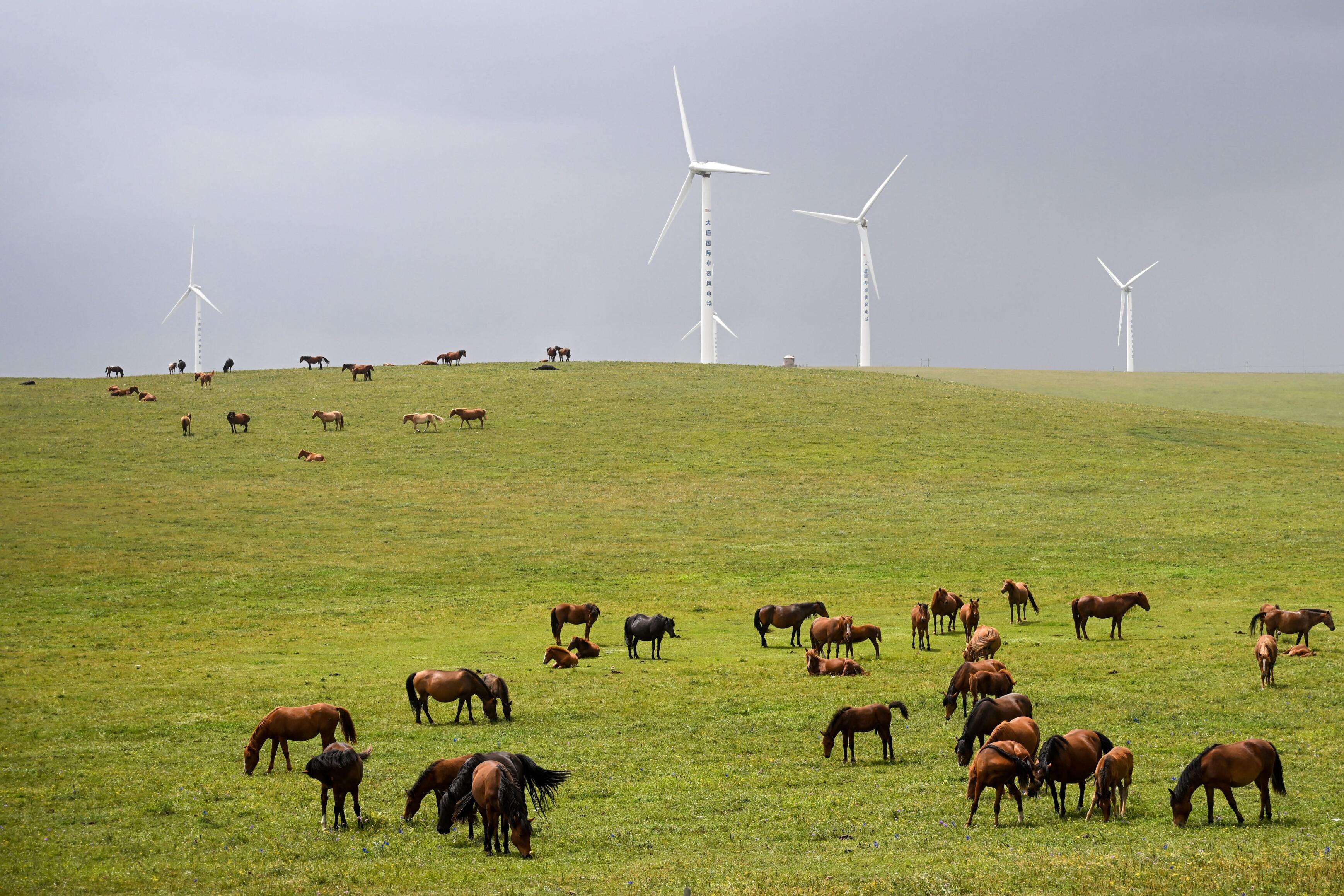 Tech Faq Post Spark Deep Dive: Ulanqab emerges as a green tech powerhouse | Young ...